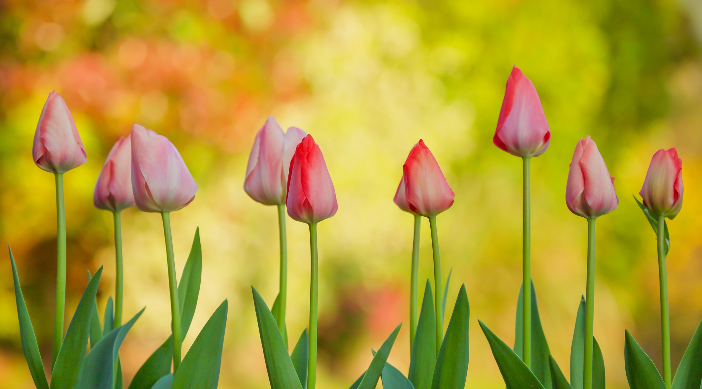 Descarga gratis la imagen Tulipán, Flores, Flor, Tierra/naturaleza en el escritorio de tu PC