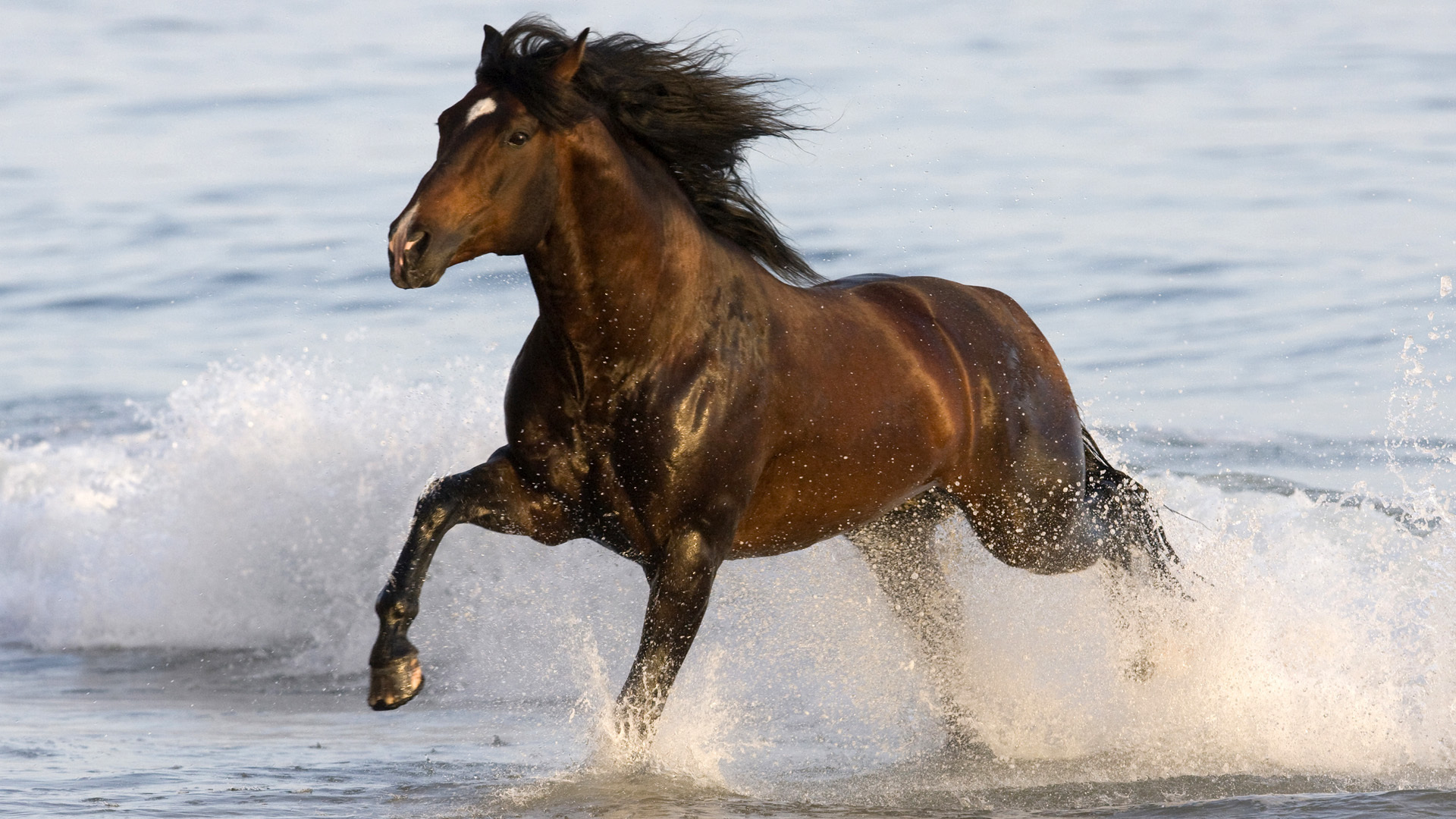 Descarga gratuita de fondo de pantalla para móvil de Animales, Caballo.