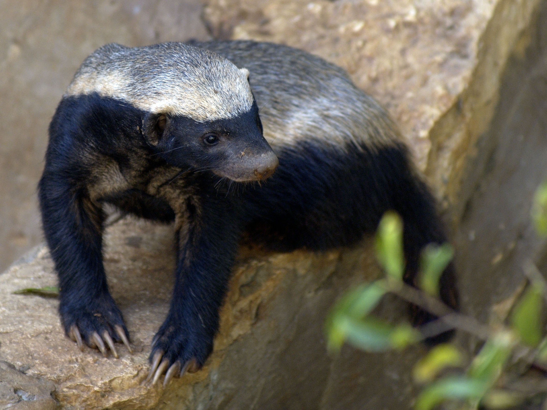honey badger, animal images