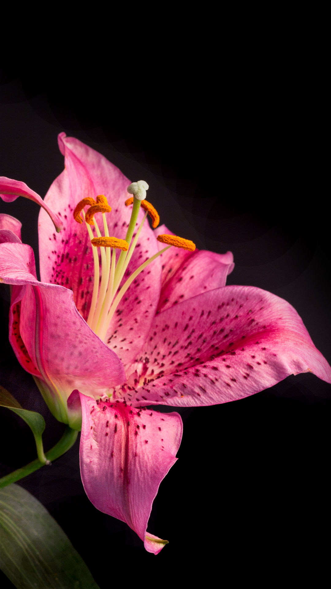 Download mobile wallpaper Nature, Flowers, Flower, Close Up, Earth, Lily, Pink Flower for free.