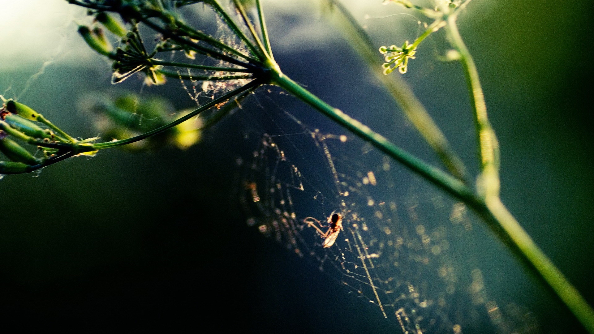 Horizontal Wallpaper Spider Web 
