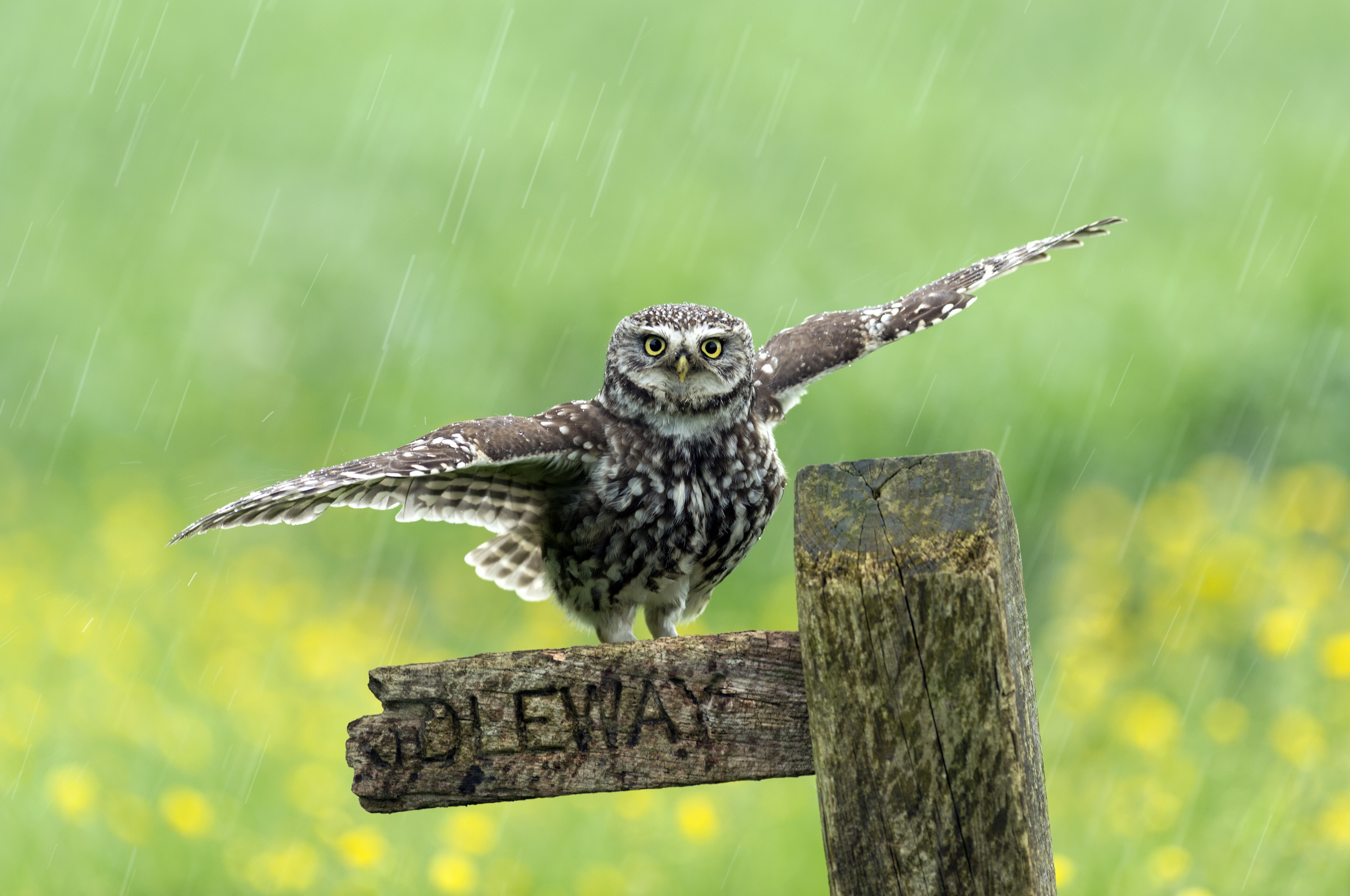 Free download wallpaper Birds, Rain, Owl, Bird, Animal, Depth Of Field on your PC desktop