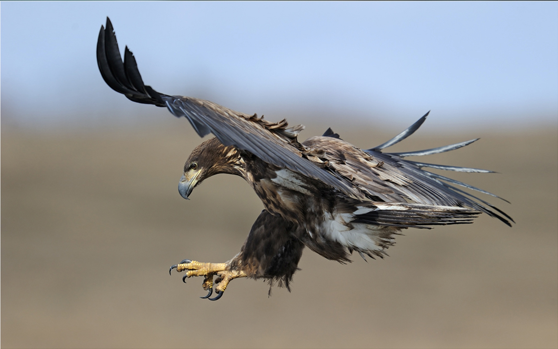 Laden Sie das Tiere, Vögel, Adler-Bild kostenlos auf Ihren PC-Desktop herunter