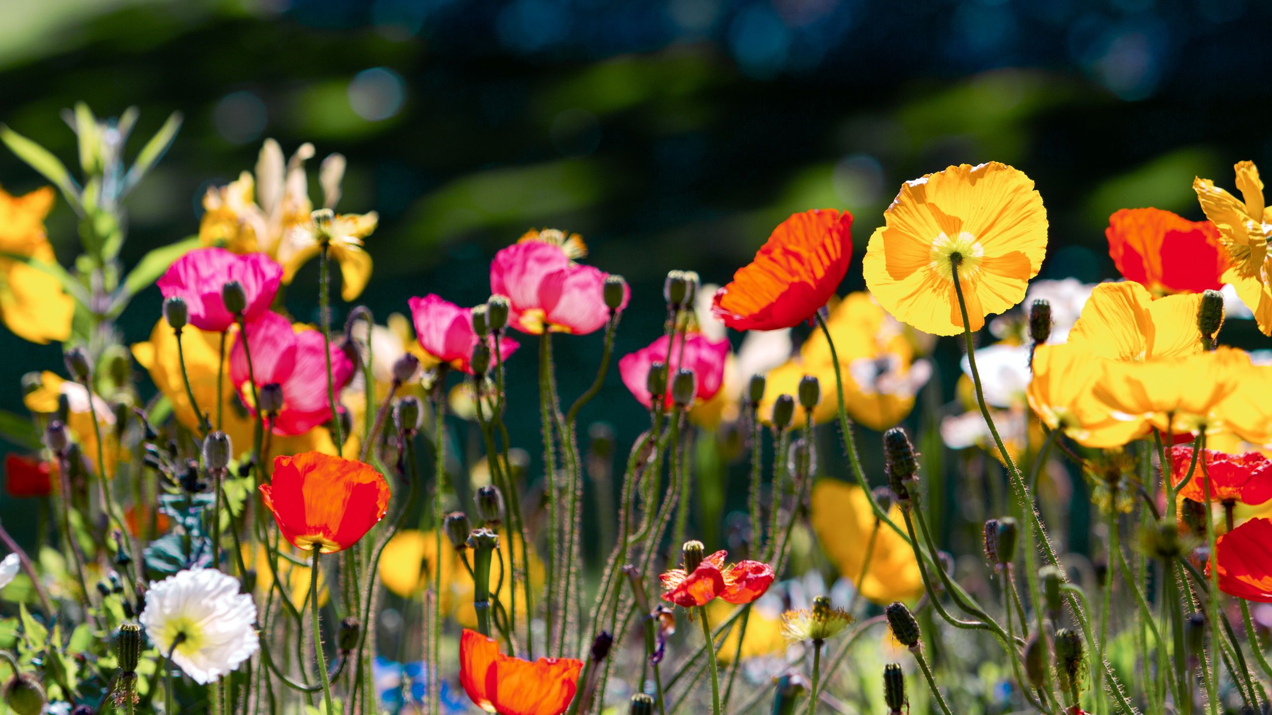 Laden Sie das Blumen, Mohn, Erde/natur-Bild kostenlos auf Ihren PC-Desktop herunter