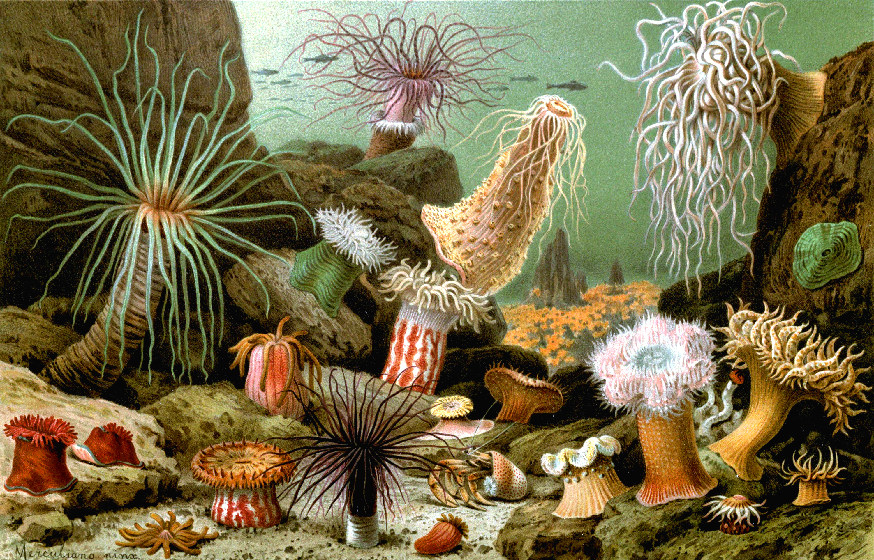 animal, sea anemone
