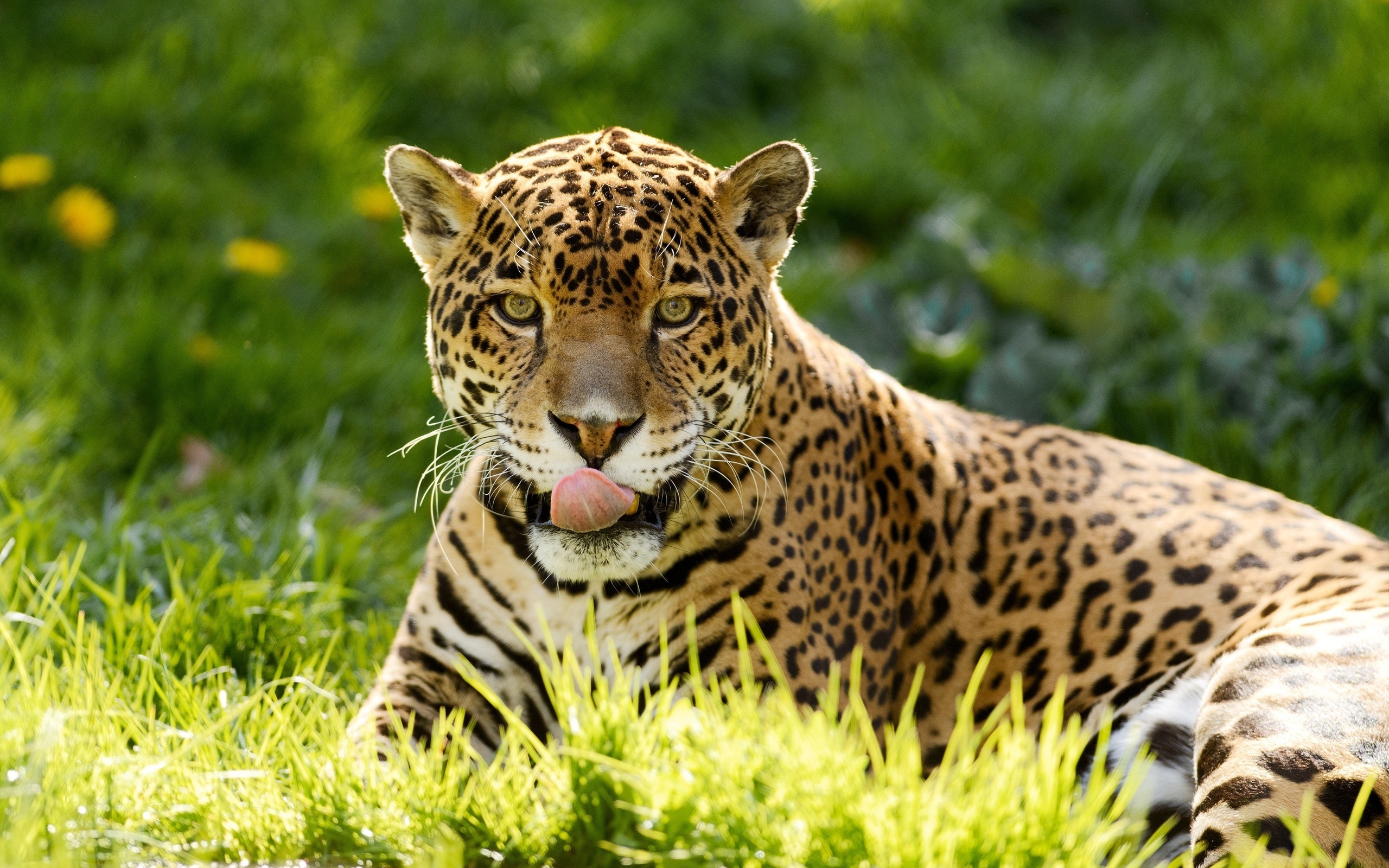 Laden Sie das Tiere, Katzen, Jaguar-Bild kostenlos auf Ihren PC-Desktop herunter