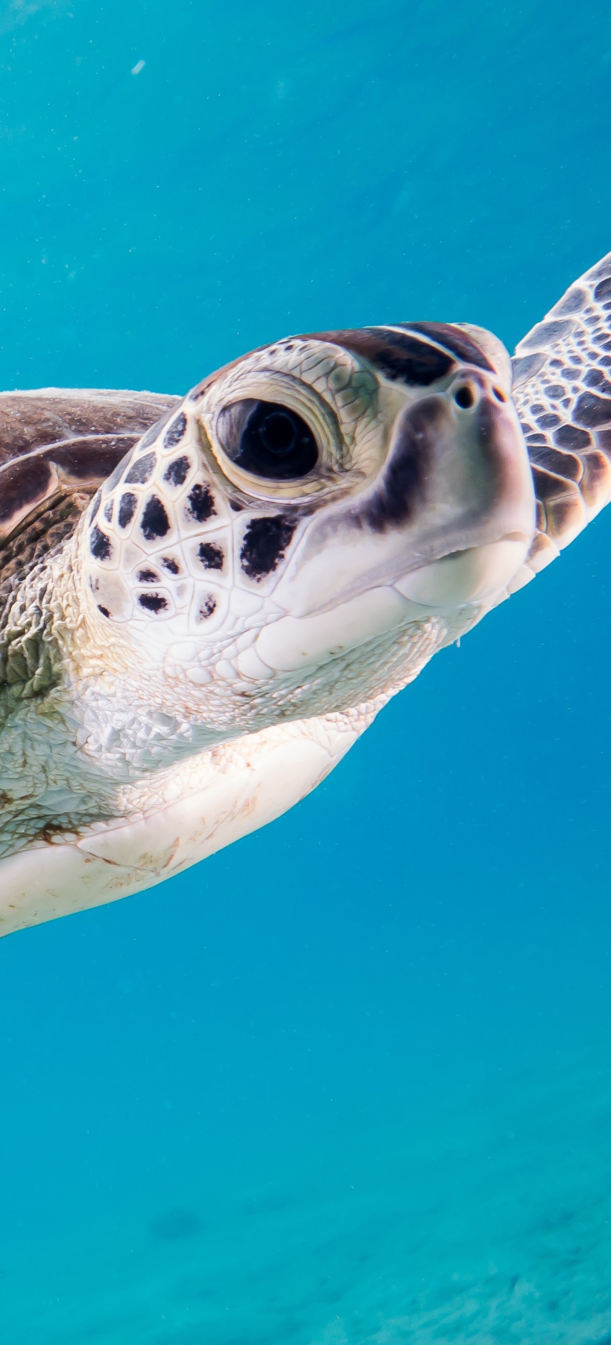 無料モバイル壁紙動物, カメ, 水中, 海の生物をダウンロードします。