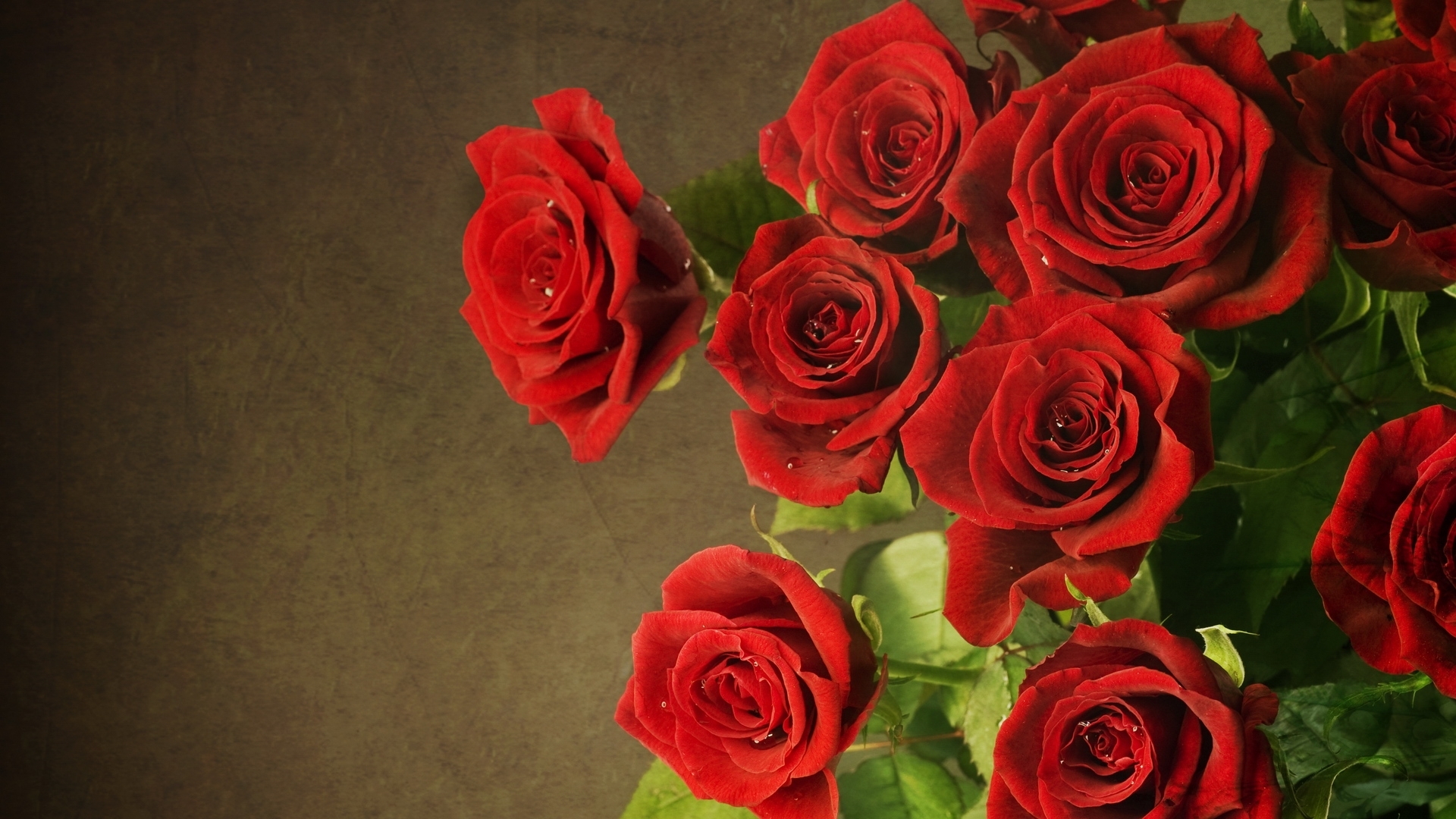 Download mobile wallpaper Flowers, Plants, Roses for free.