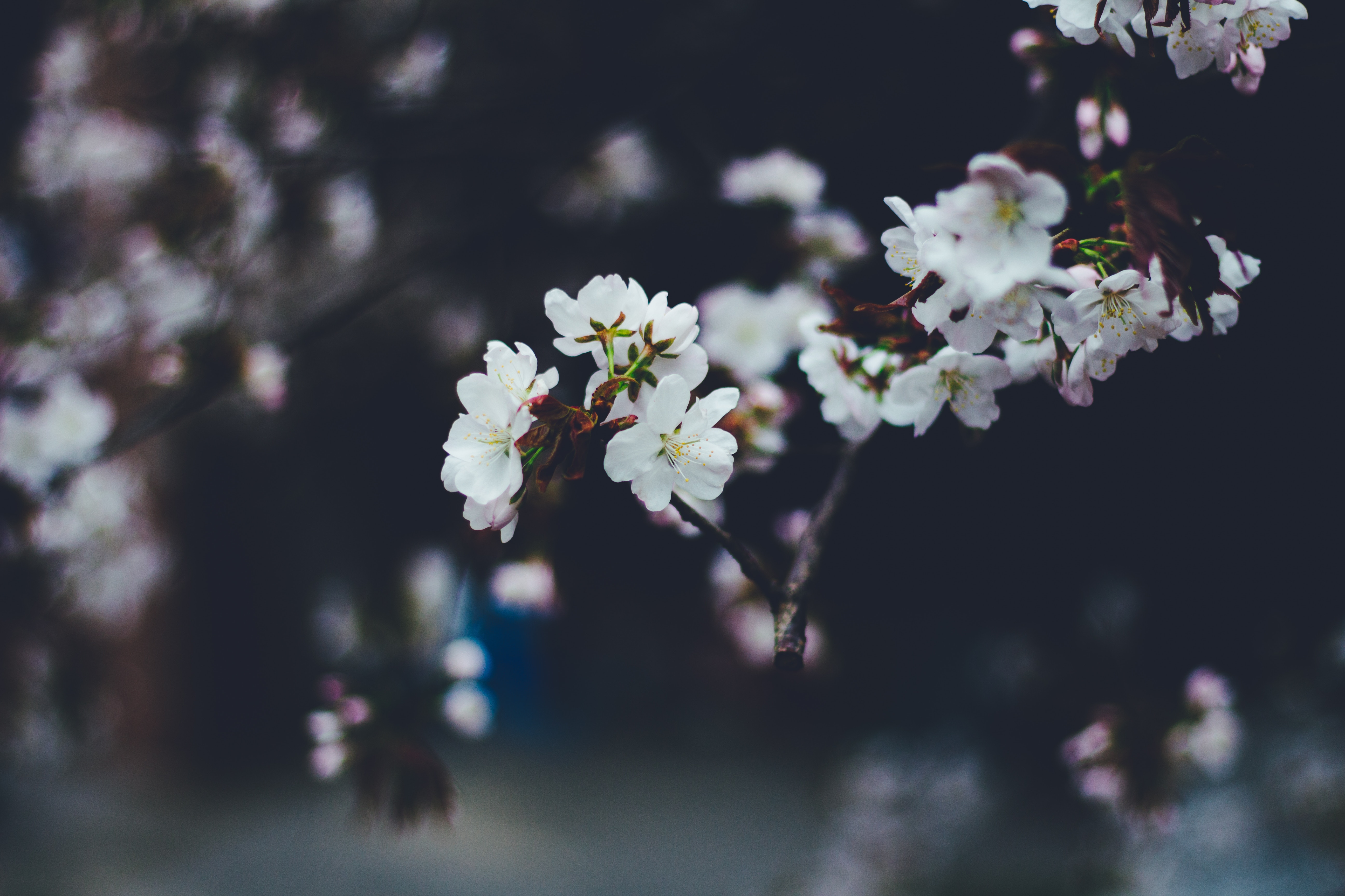 Free download wallpaper Macro, Branches, Flowers, Blur, Smooth, Bloom, Flowering, Spring on your PC desktop