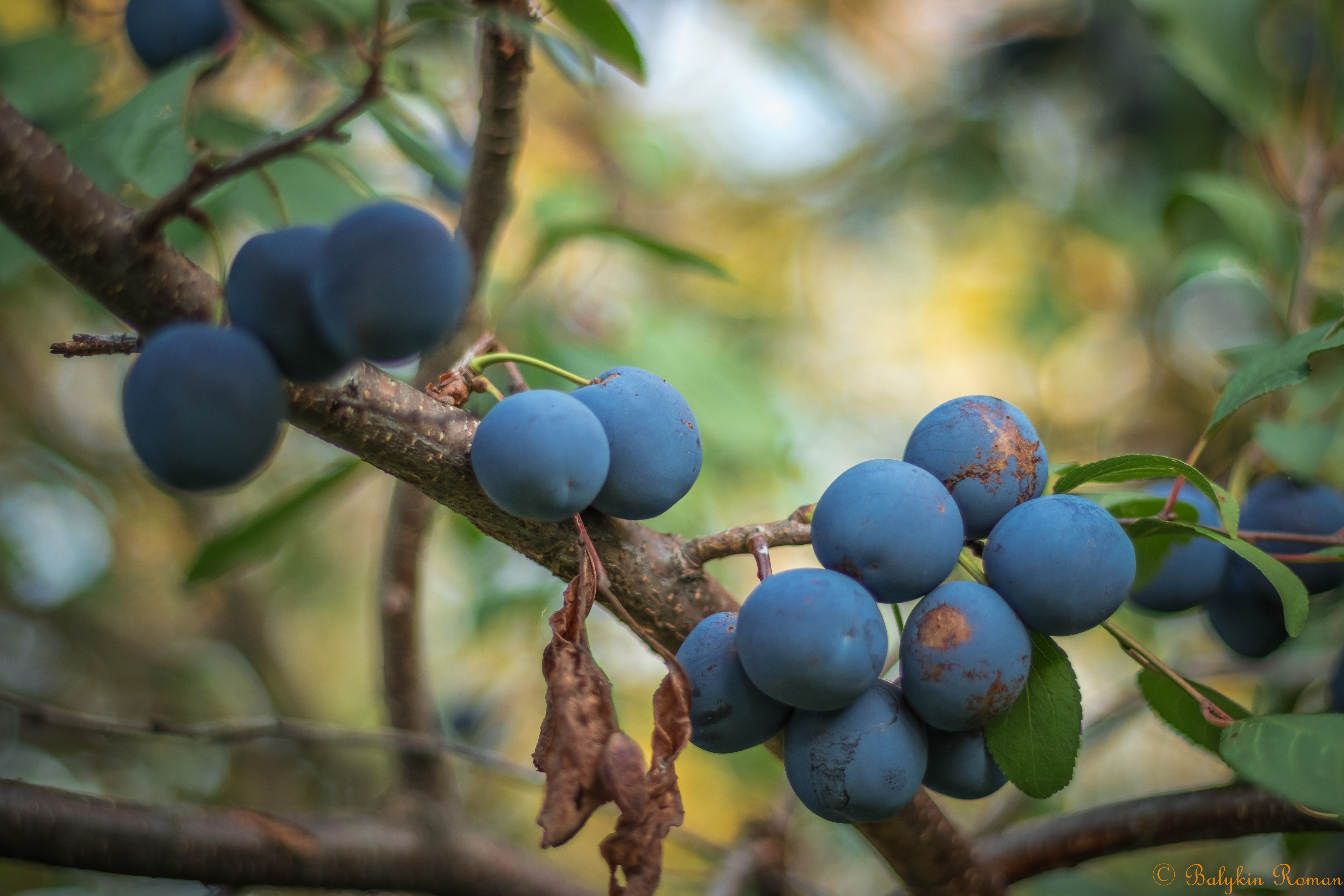 Free download wallpaper Food, Berry on your PC desktop