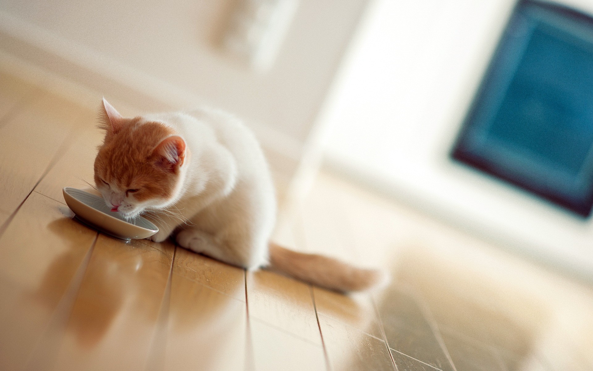 Téléchargez des papiers peints mobile Animaux, Chat gratuitement.