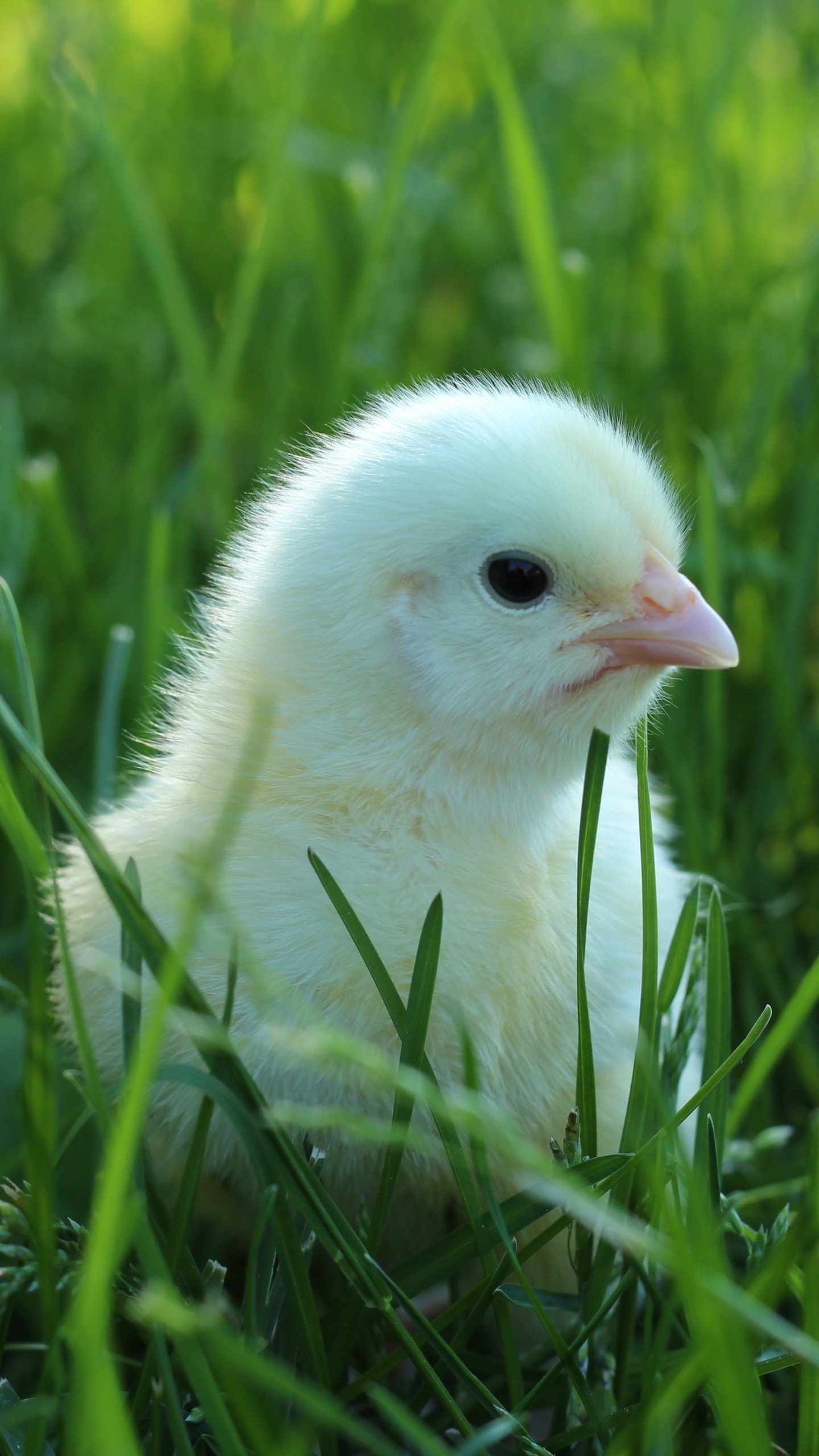 Laden Sie das Tiere, Vögel, Küken, Vogel, Huhn-Bild kostenlos auf Ihren PC-Desktop herunter