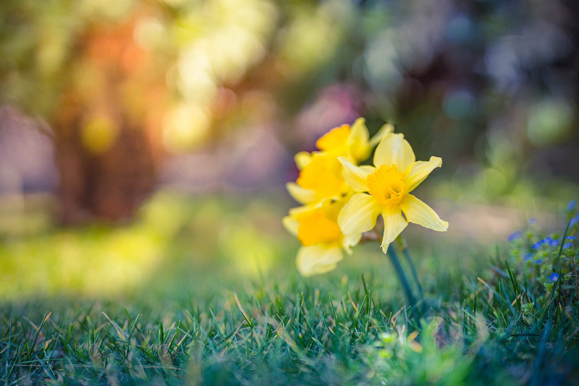 earth, daffodil, narcissus, flowers