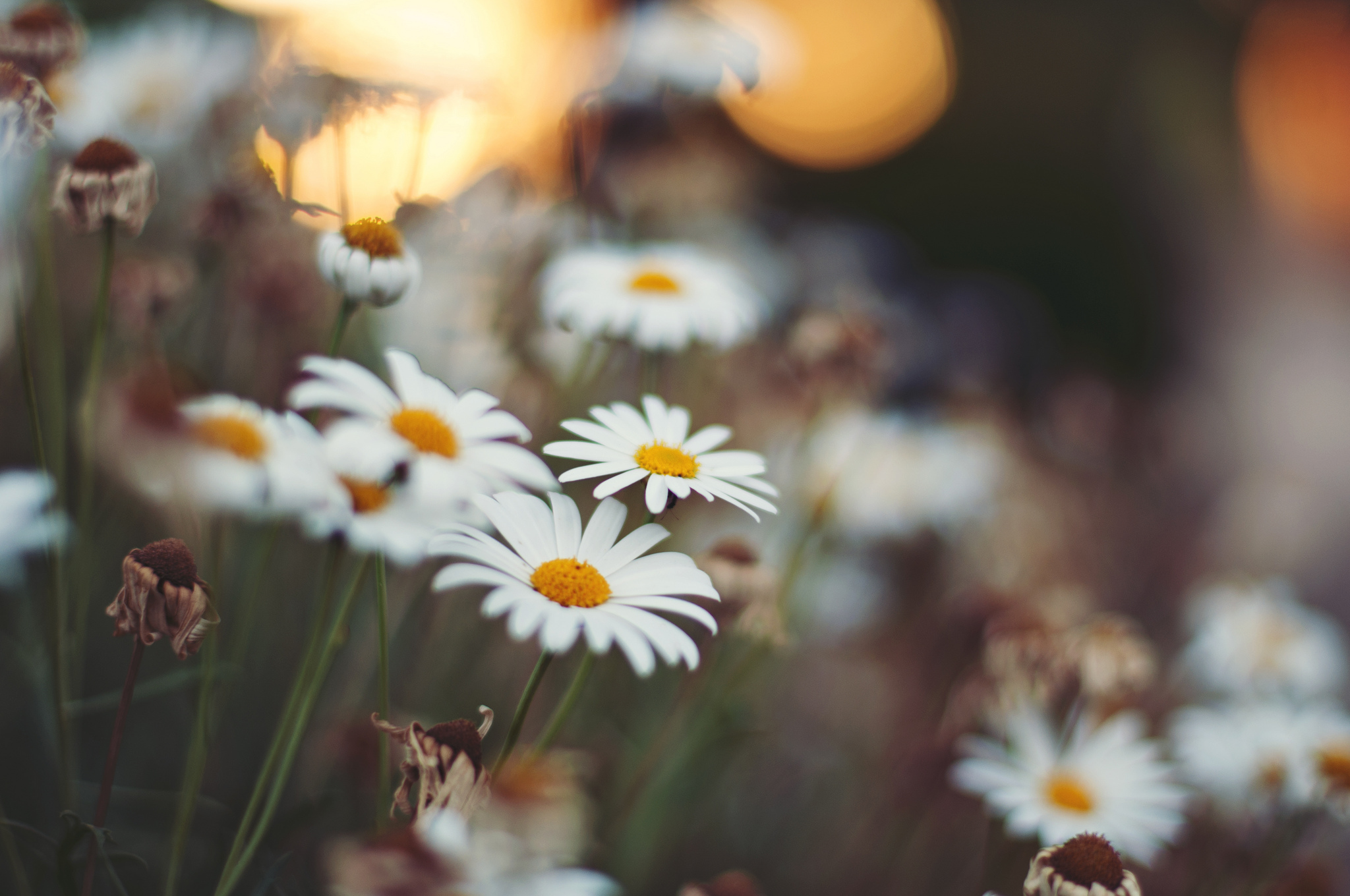 Free download wallpaper Flowers, Camomile, Flower, Close Up, Earth, White Flower on your PC desktop
