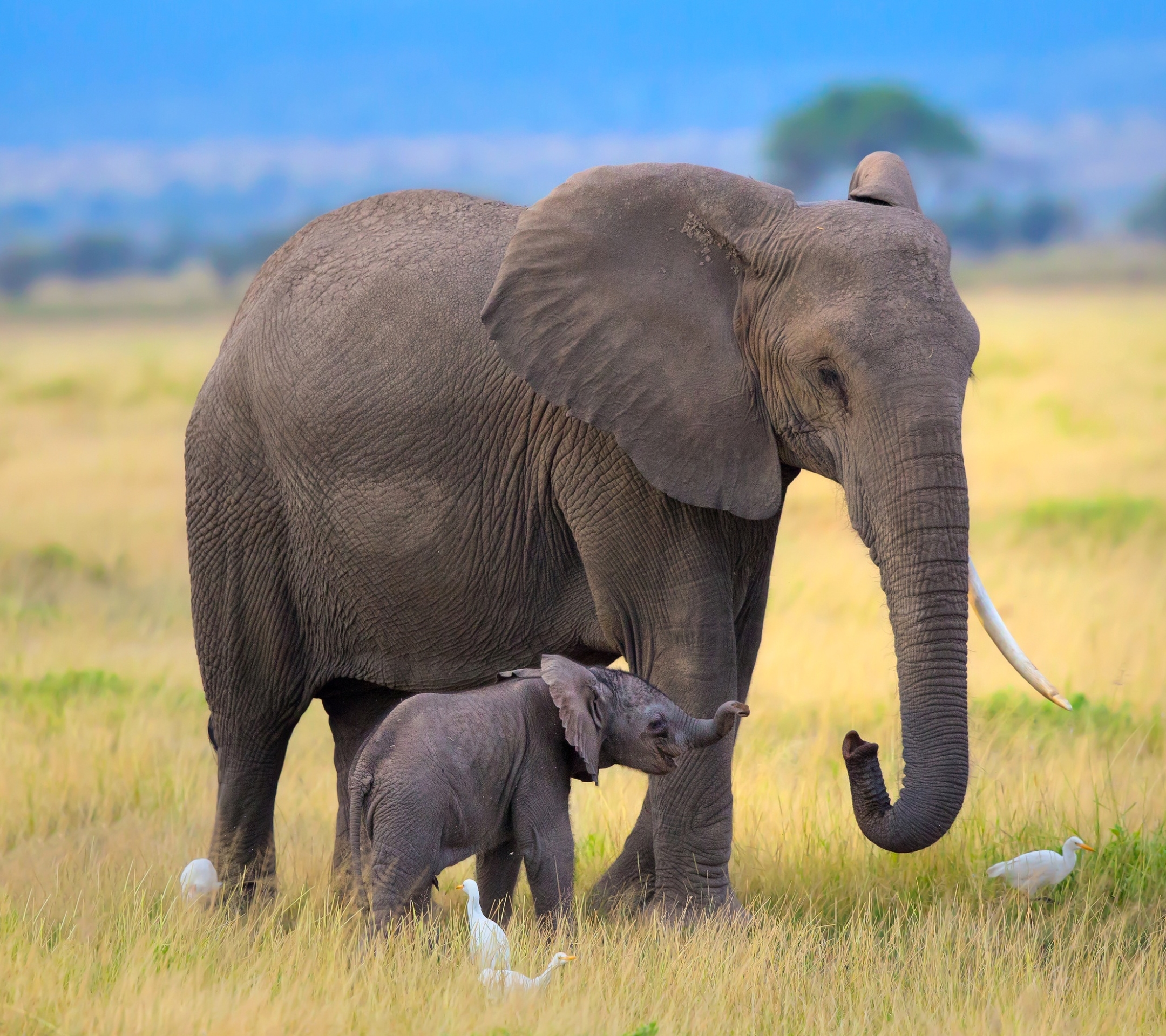 Скачать обои бесплатно Животные, Слоны, Слон, Африканский Слон, Детеныш Животного картинка на рабочий стол ПК