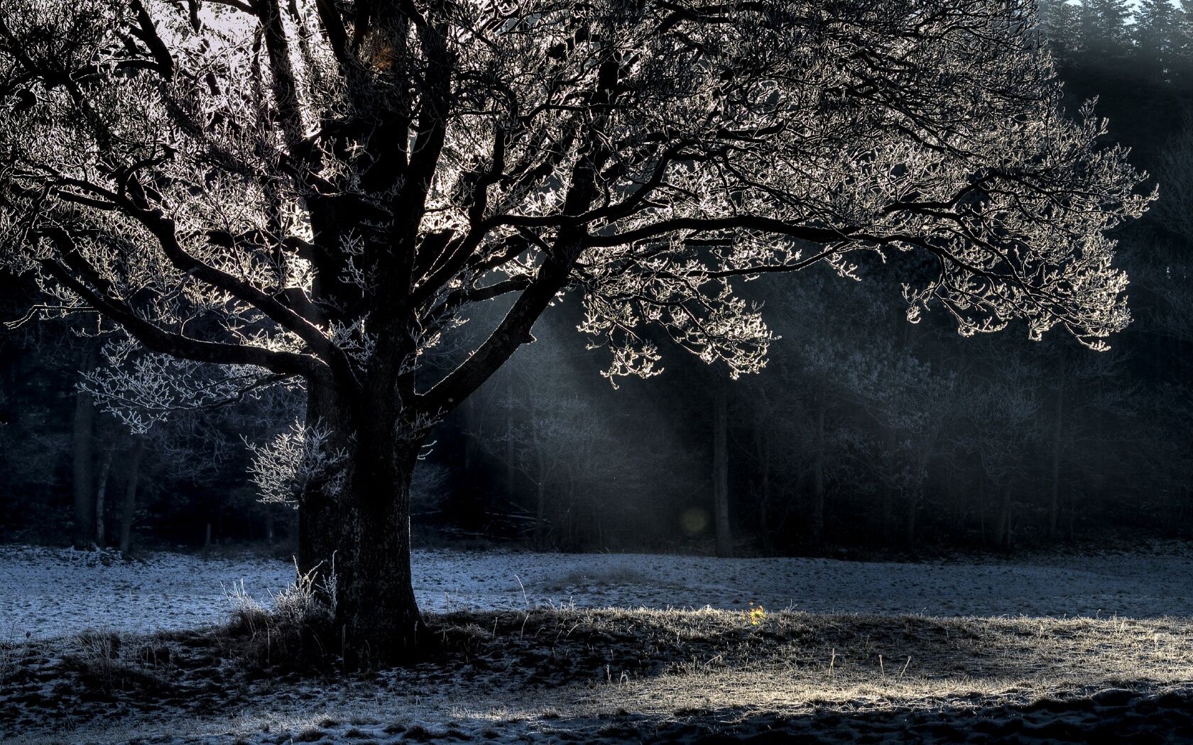 Free download wallpaper Nature, Shine, Light, Wood, Beams, Rays, Tree, Branches, Branch, Frost, Hoarfrost on your PC desktop