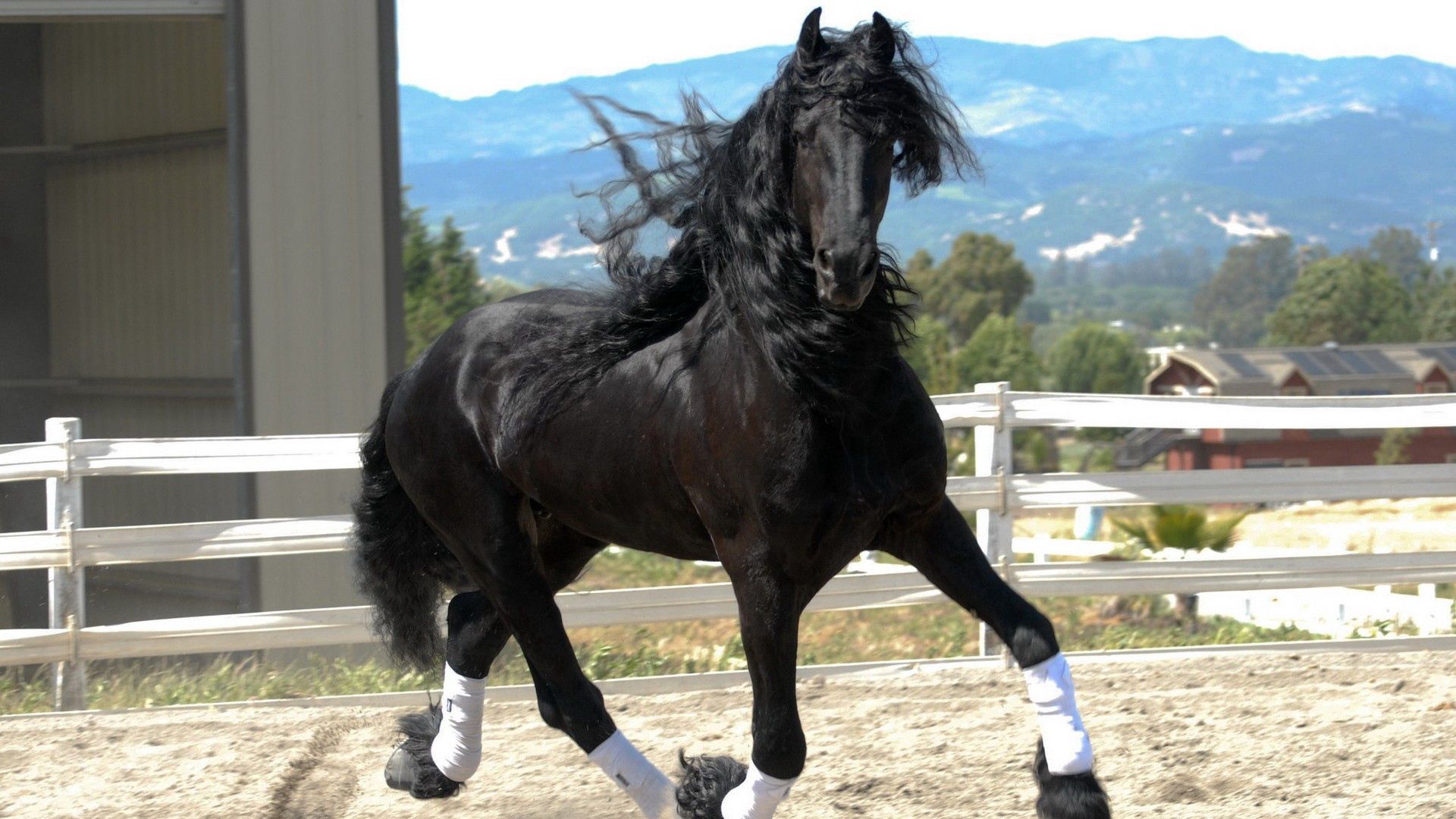 horse, animals, beautiful, color, mane, run, wind, running