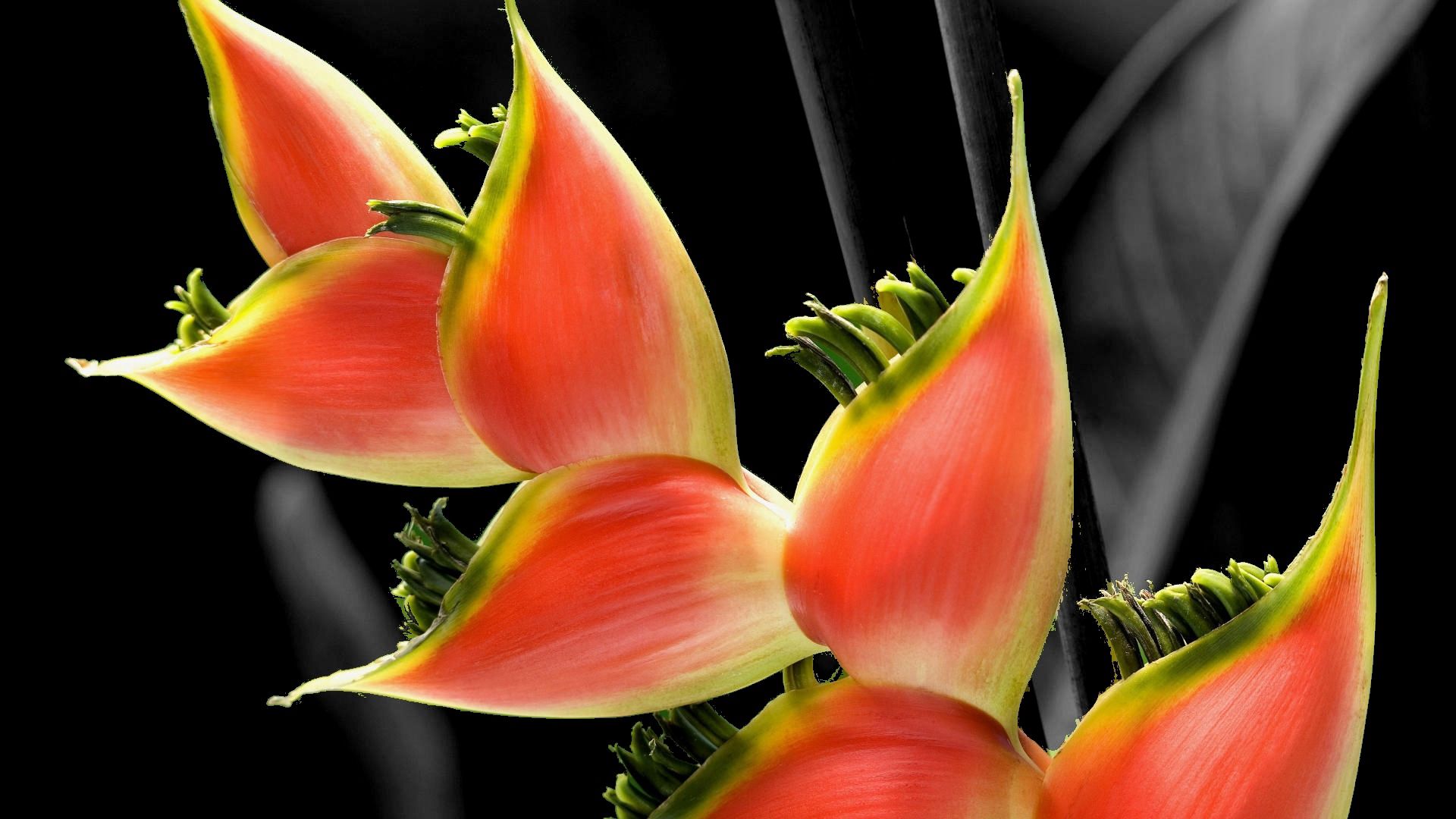 Laden Sie das Makro, Blume-Bild kostenlos auf Ihren PC-Desktop herunter