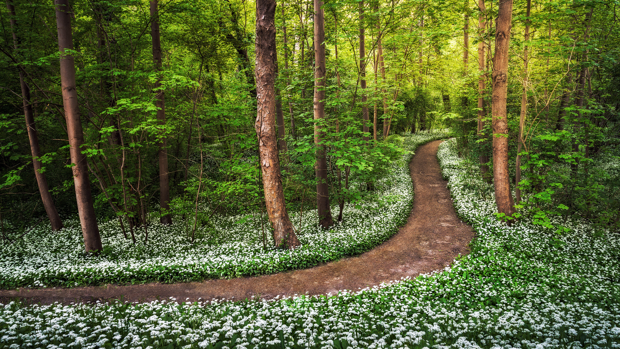 Download mobile wallpaper Flower, Forest, Tree, Earth, Path, Spring for free.