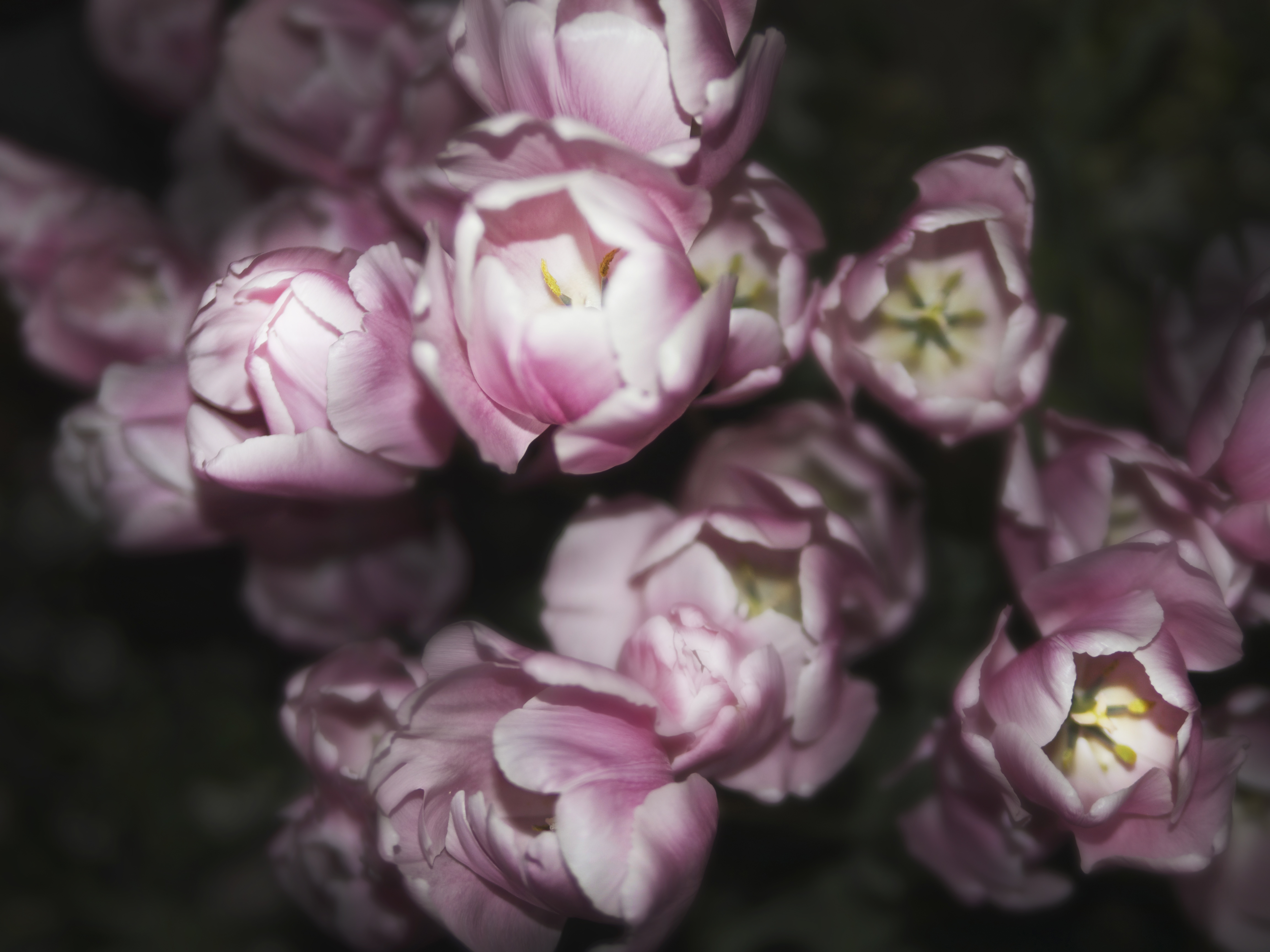 Free download wallpaper Flowers, Flower, Bud, Earth, Tulip, Petal on your PC desktop