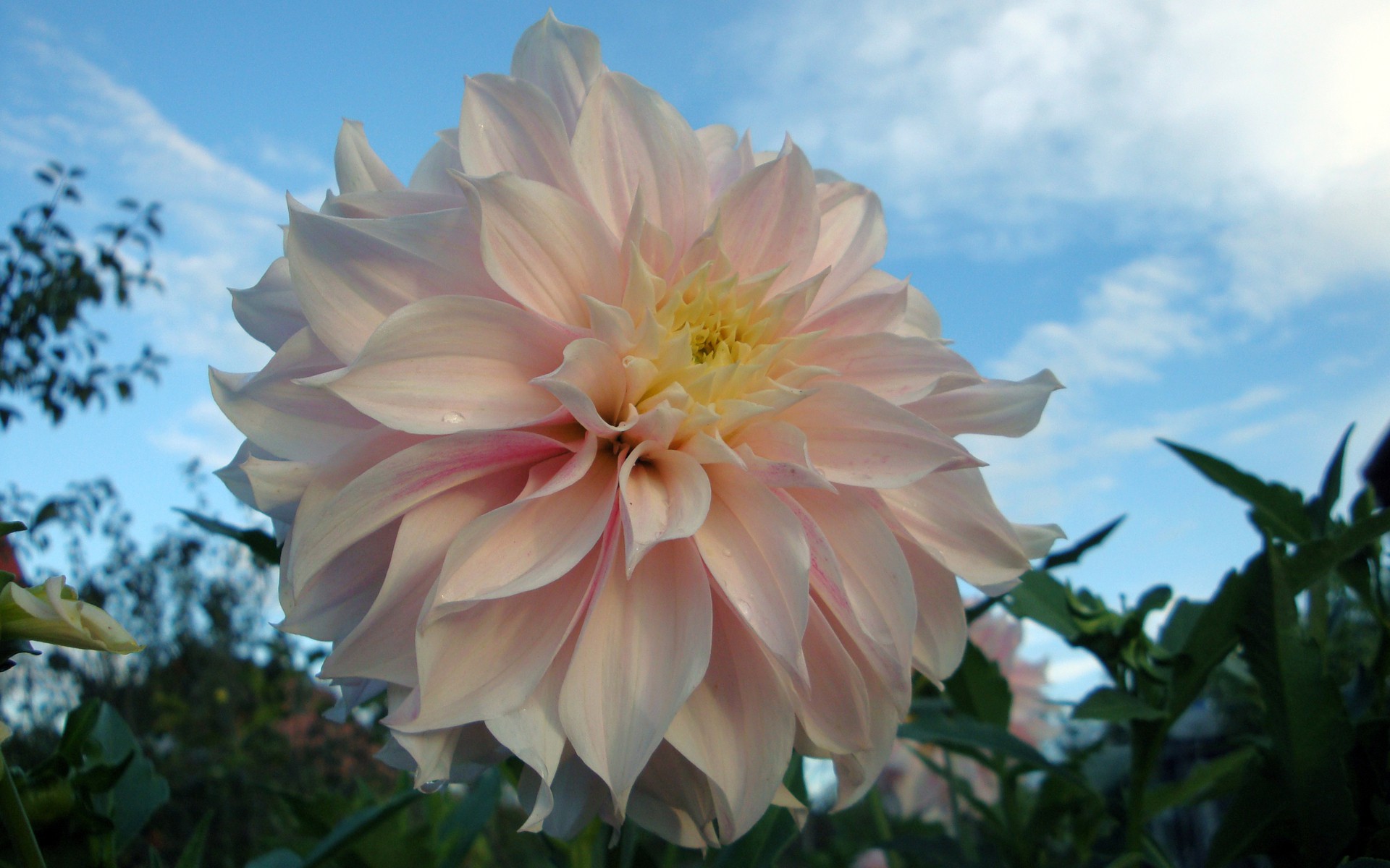 Téléchargez des papiers peints mobile Fleurs, Fleur, Dahlia, Terre/nature, Fleur Rose gratuitement.