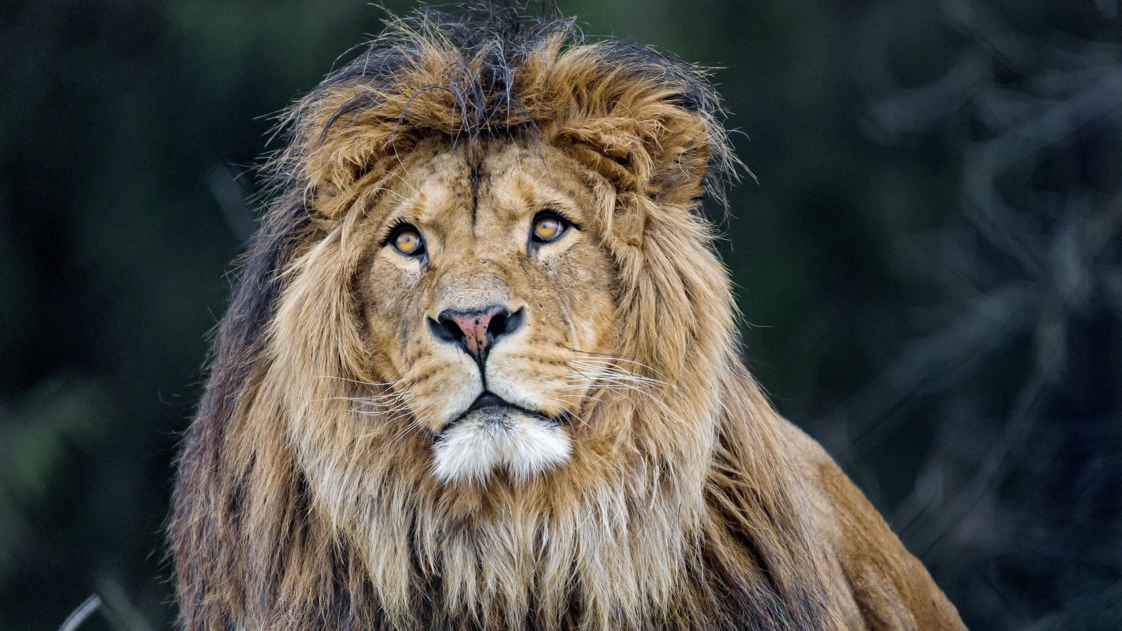 Descarga gratuita de fondo de pantalla para móvil de Animales, Gatos, León.