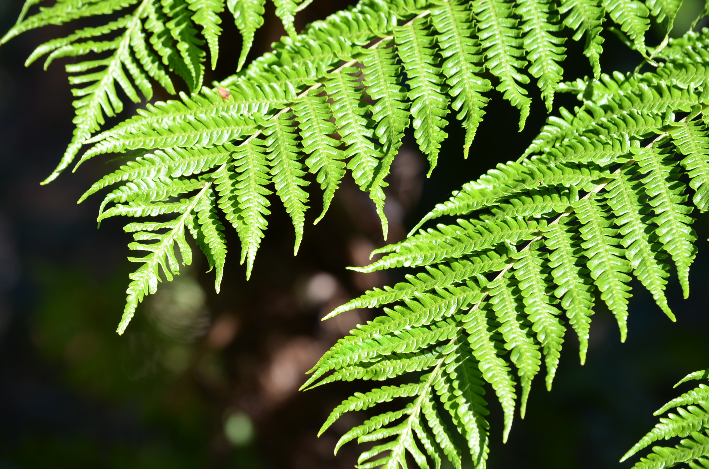 Download mobile wallpaper Nature, Plant, Fern, Leaf, Earth for free.