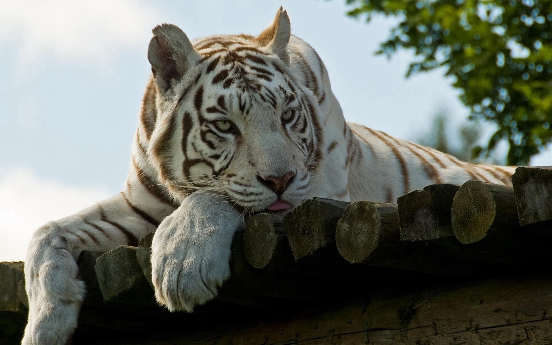 66431 скачать картинку белый тигр, животные, лежать, полосатый, уссурийский - обои и заставки бесплатно