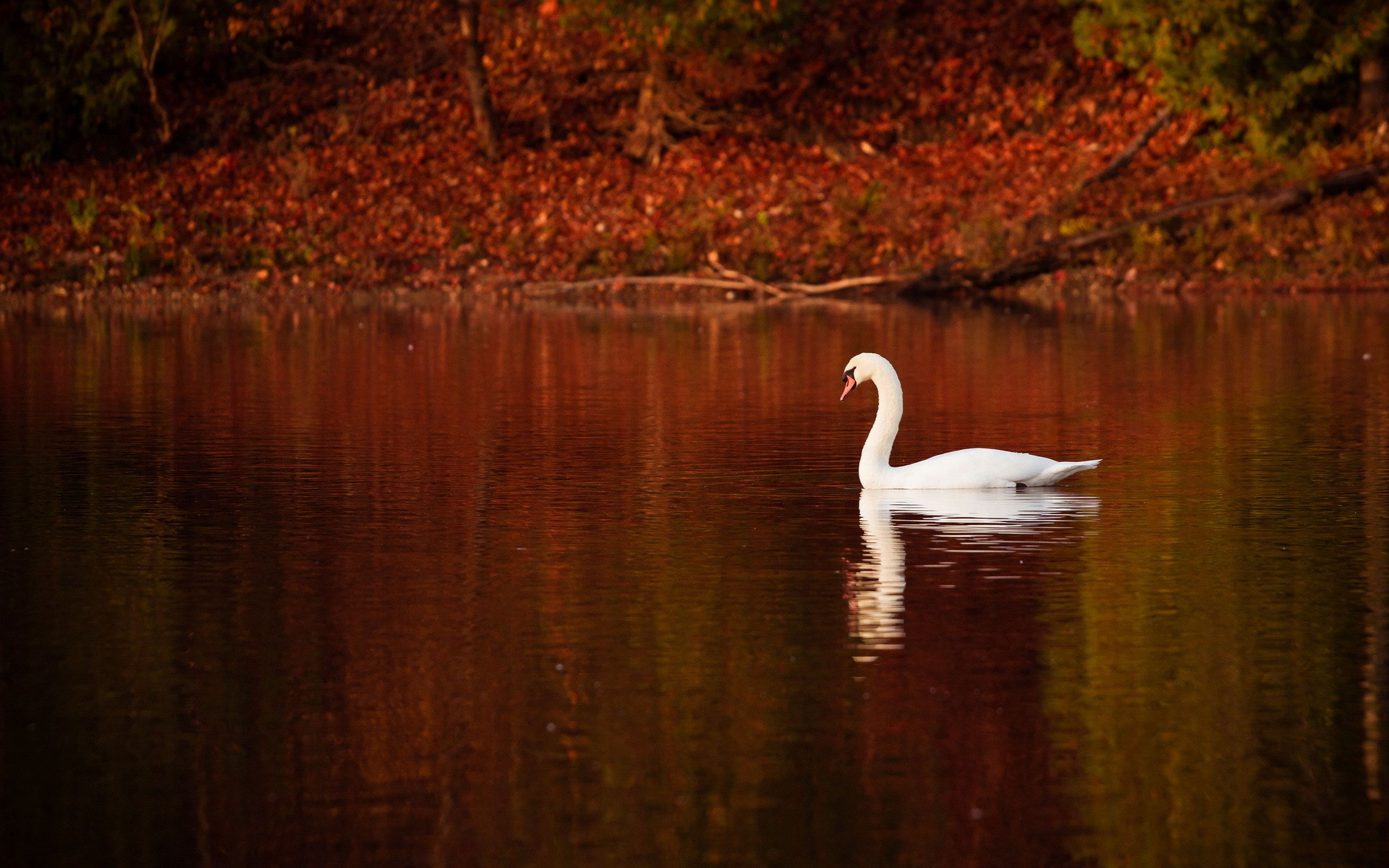 Download mobile wallpaper Swan, Mute Swan, Birds, Lake, Fall, Nature, Animal, Reflection for free.