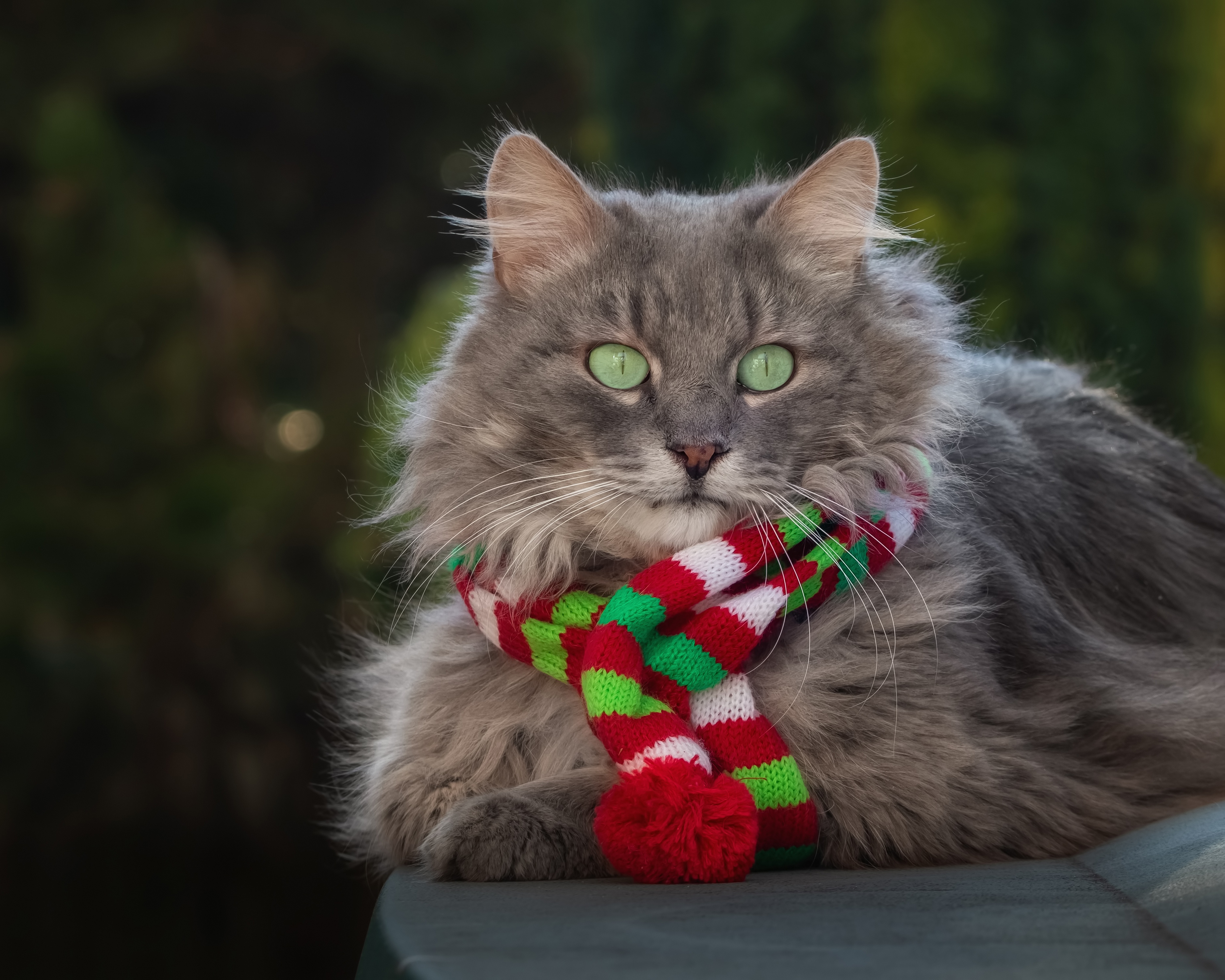 Baixe gratuitamente a imagem Animais, Gatos, Gato na área de trabalho do seu PC