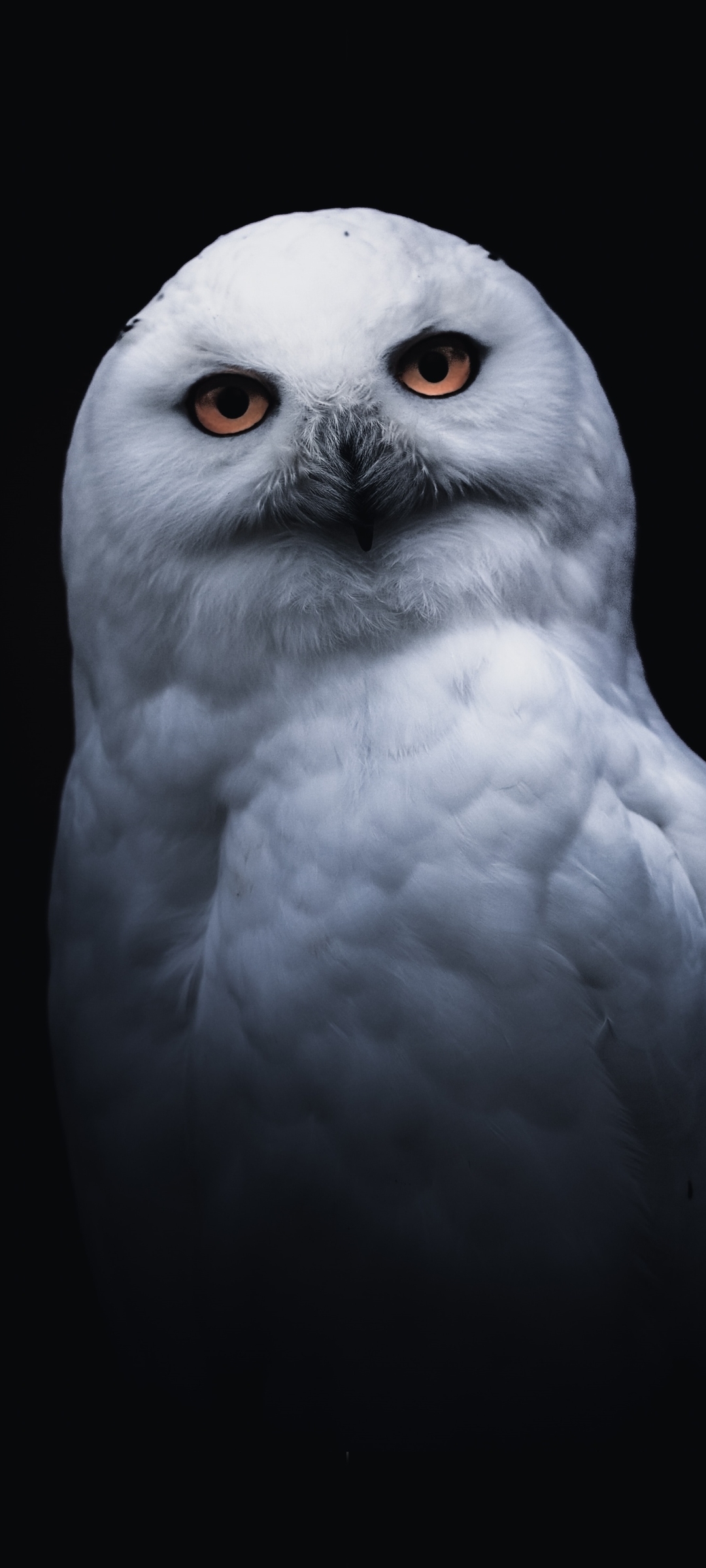 Download mobile wallpaper Birds, Owl, Bird, Animal, Snowy Owl for free.
