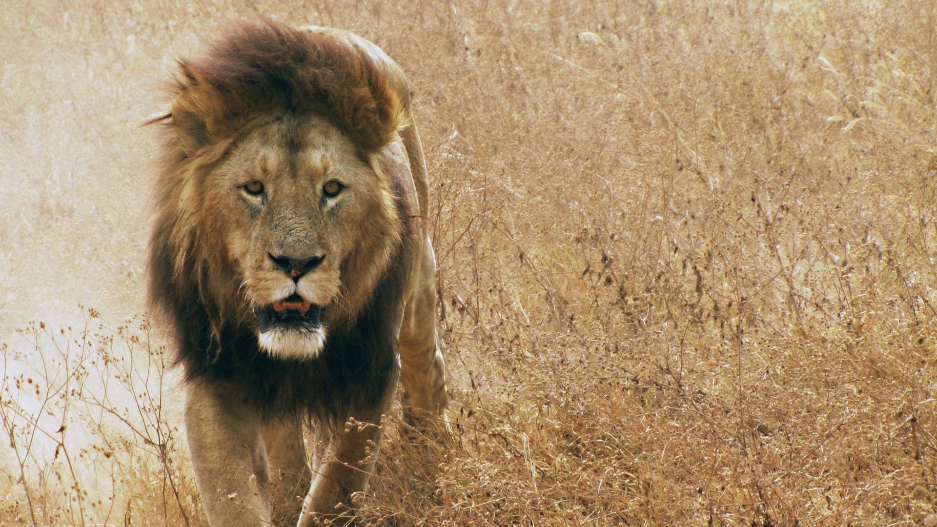 Téléchargez gratuitement l'image Lion, Chats, Animaux sur le bureau de votre PC