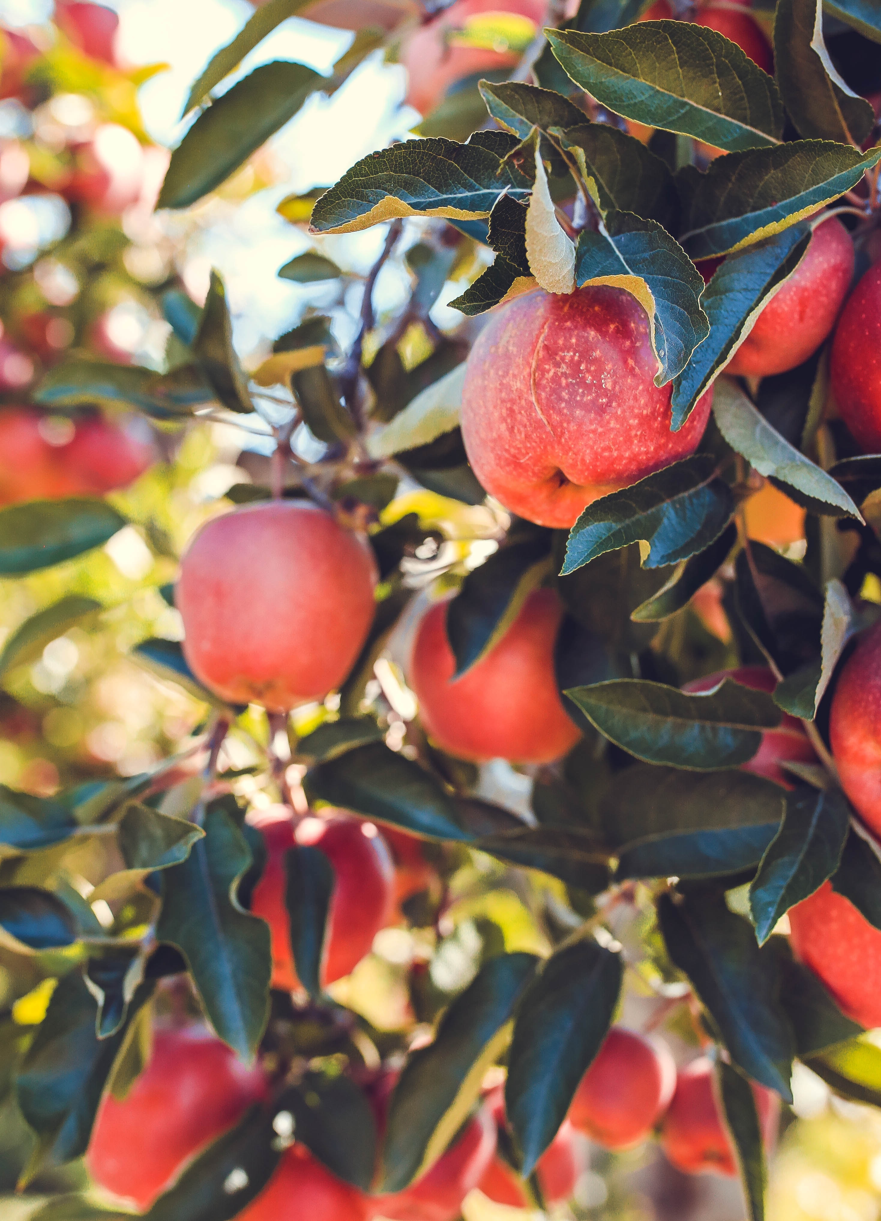 fruits, food, apples, red, ripe, harvest Desktop Wallpaper