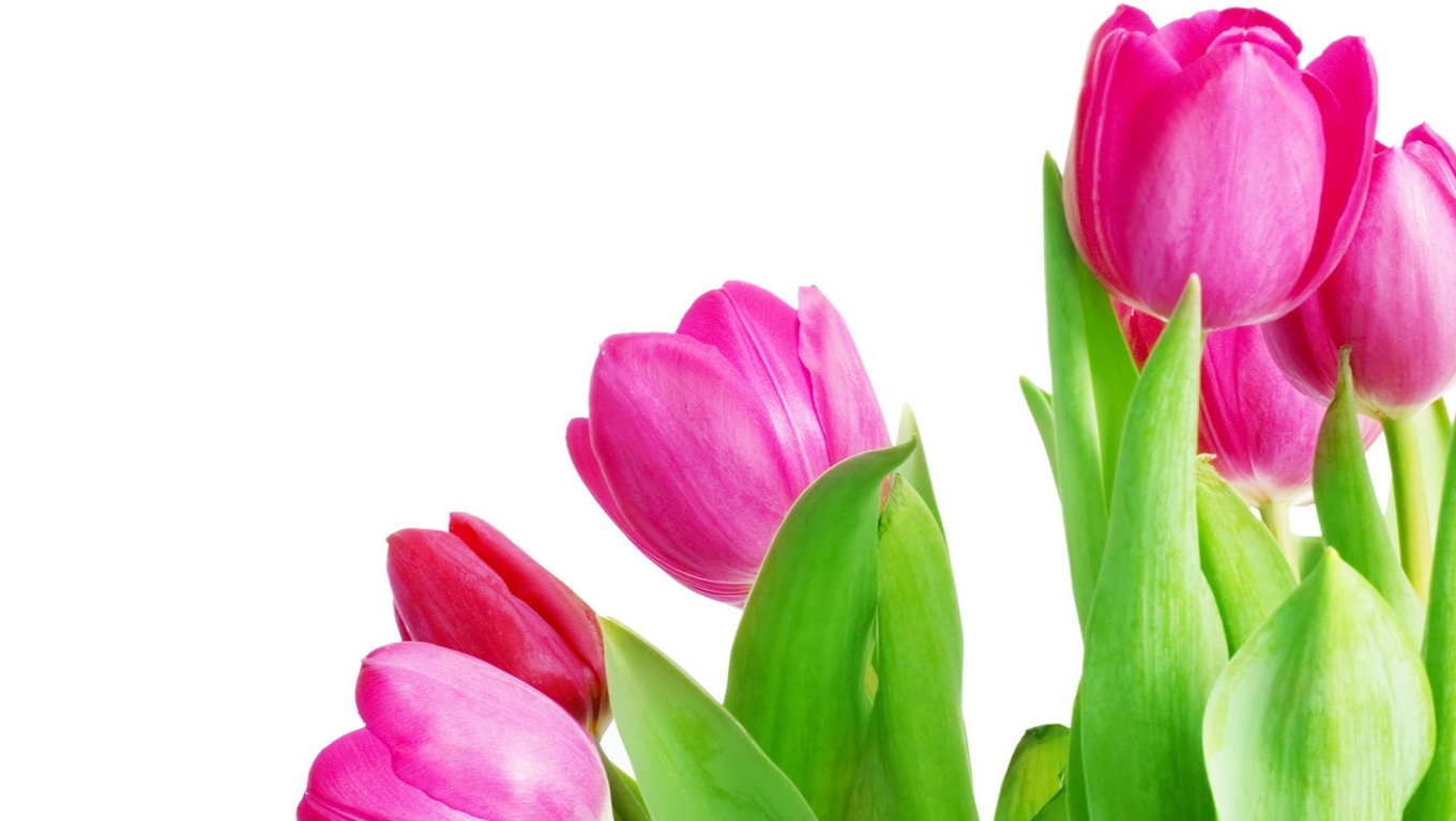 Download mobile wallpaper Pink, Tulip, Flowers, Flower, Earth for free.
