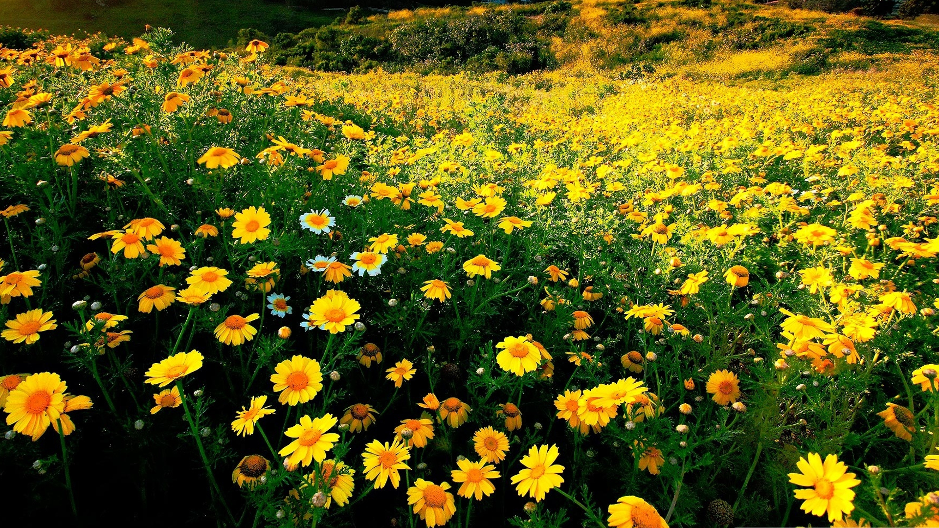 Скачать обои бесплатно Цветок, Весна, Ландшафт, Желтый Цветок, Земля/природа, Флауэрсы картинка на рабочий стол ПК