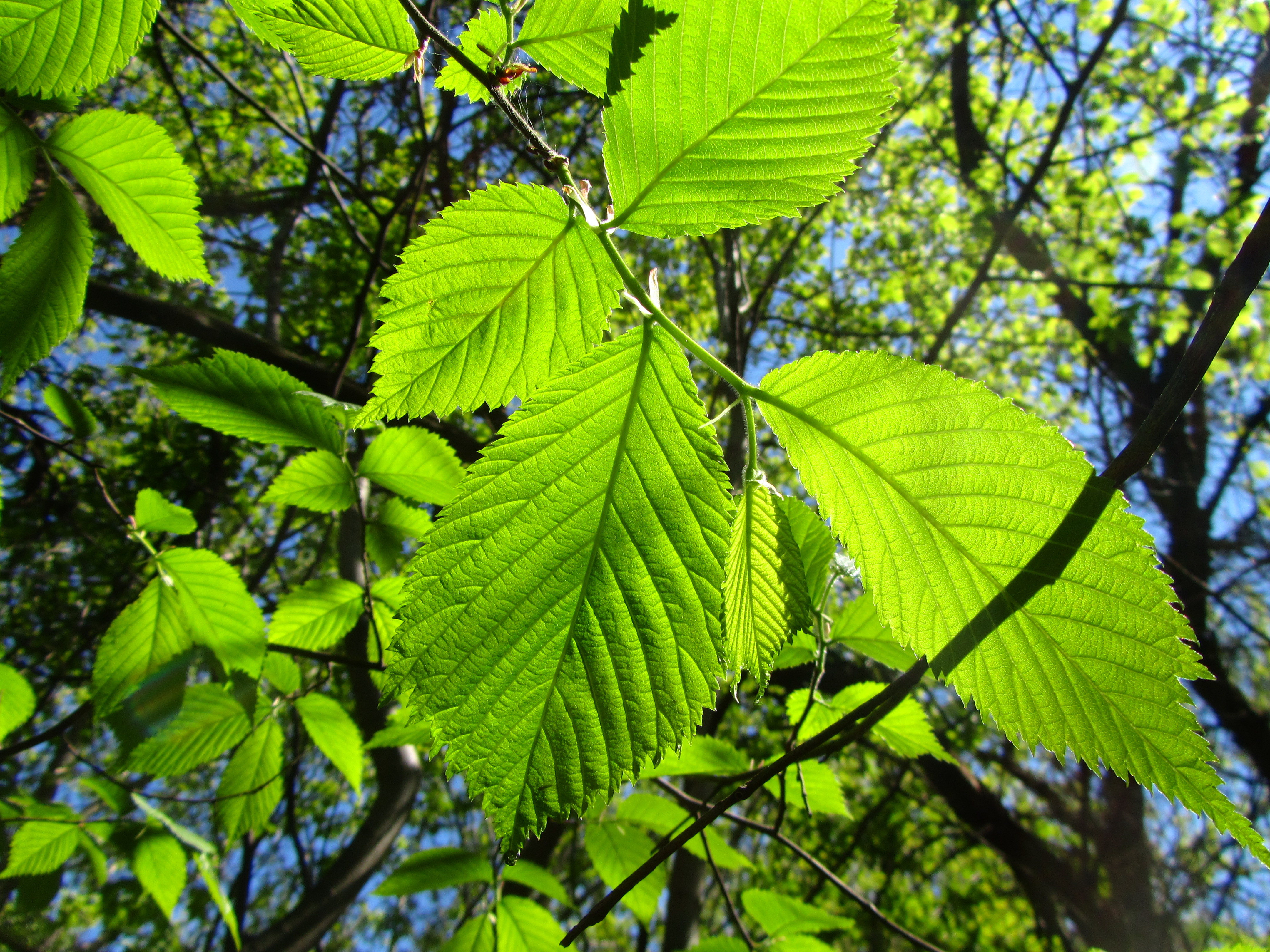 Download mobile wallpaper Leaf, Earth for free.