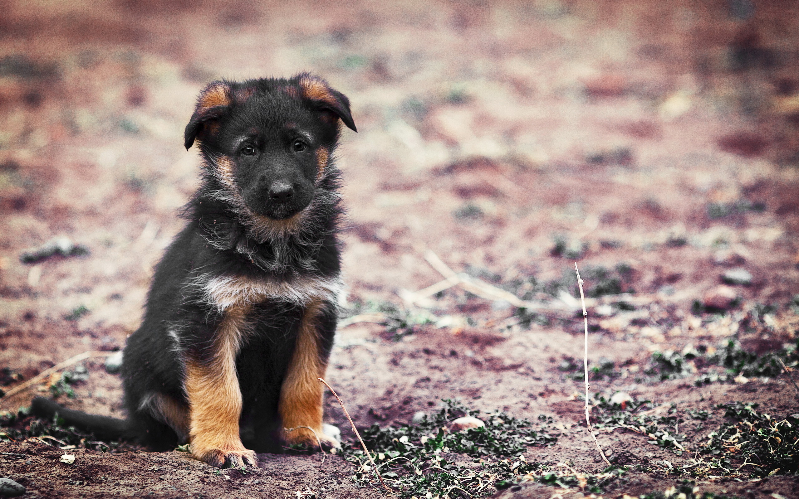 Free download wallpaper Puppy, Dogs, Animal on your PC desktop