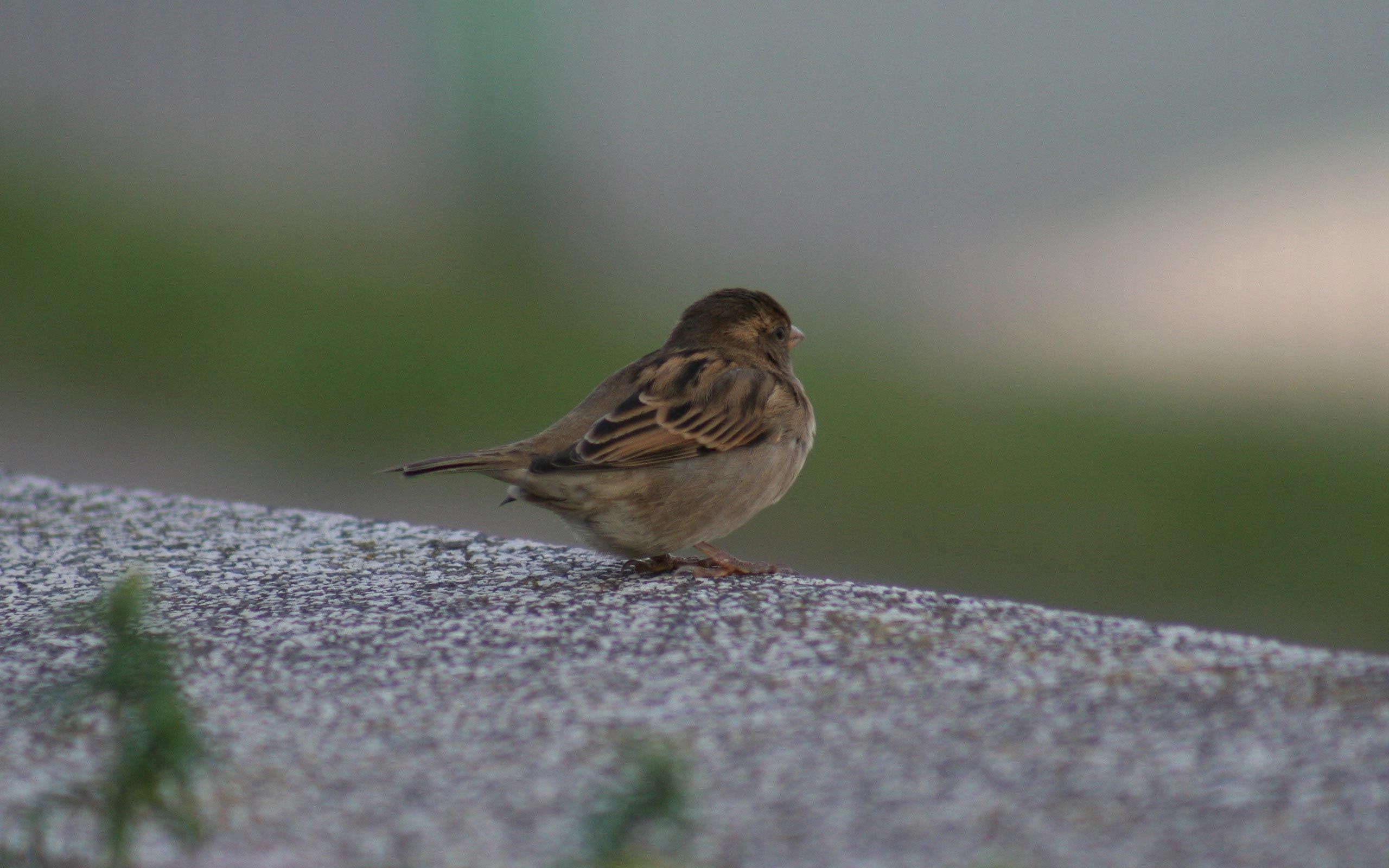 color, animals, feather, bird, sit, sparrow 1080p