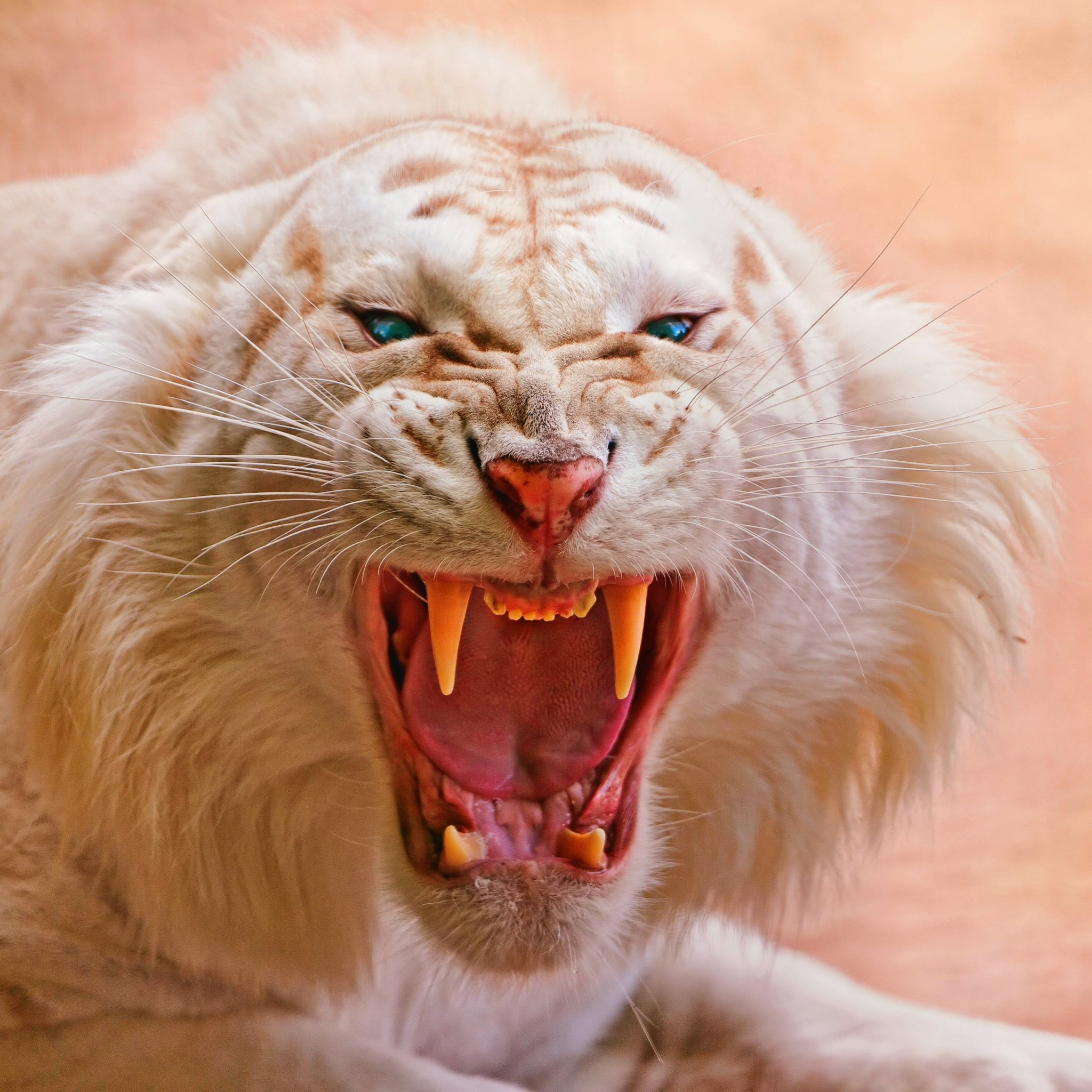 1093509 descargar imagen animales, tigre blanco, albino, mamífero, siberiano, tigre, gato, gatos: fondos de pantalla y protectores de pantalla gratis