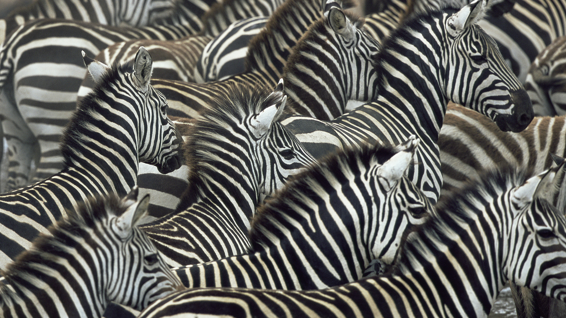 230527 baixar papel de parede animais, zebra - protetores de tela e imagens gratuitamente