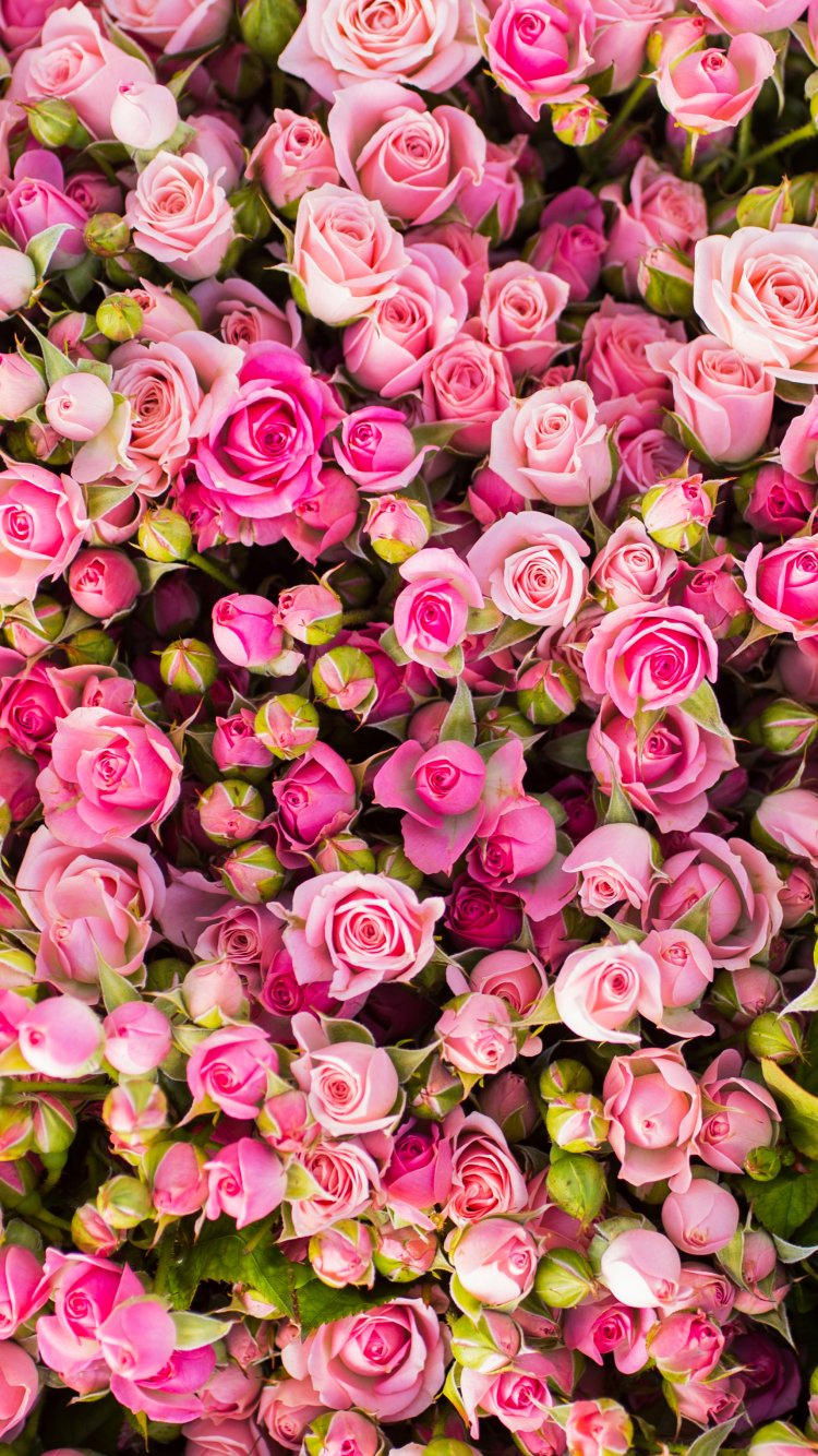 Download mobile wallpaper Flowers, Flower, Rose, Bud, Earth, Pink Flower, Pink Rose for free.