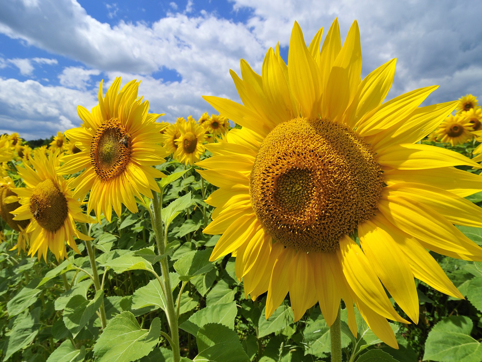 Free download wallpaper Flowers, Earth, Sunflower on your PC desktop