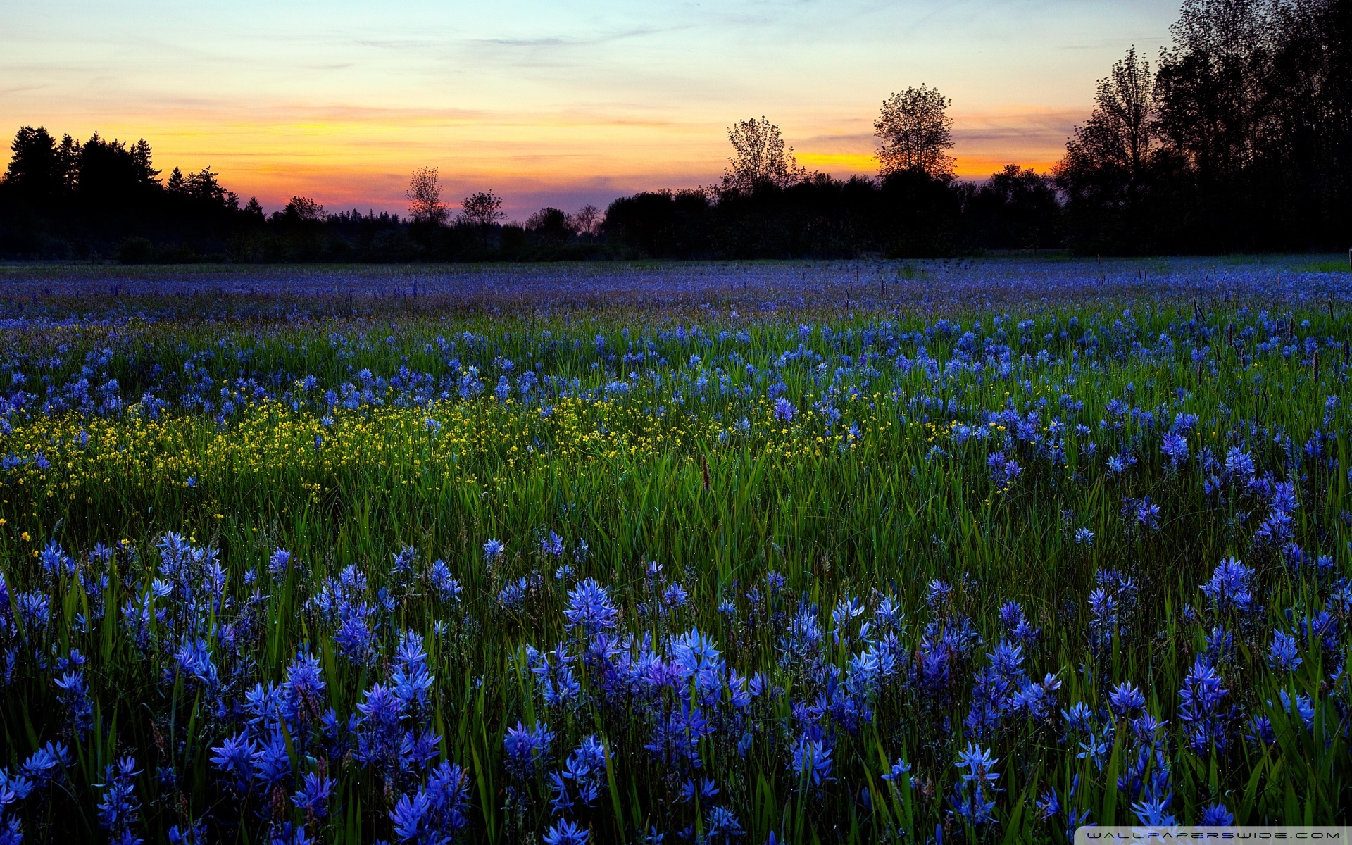 Free download wallpaper Landscape, Flowers, Sunset, Fields on your PC desktop