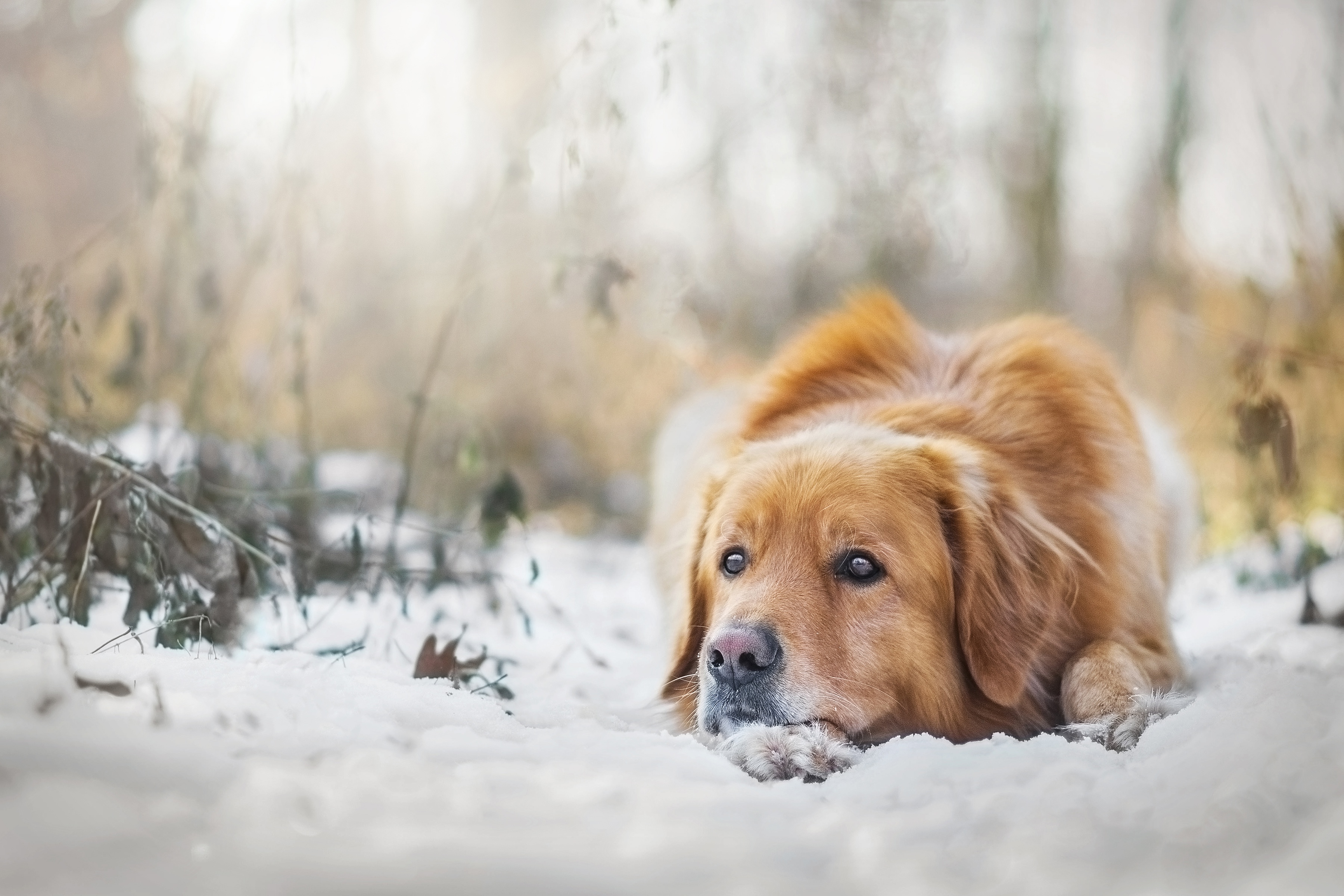 Download mobile wallpaper Winter, Dogs, Snow, Dog, Muzzle, Blur, Animal, Golden Retriever for free.