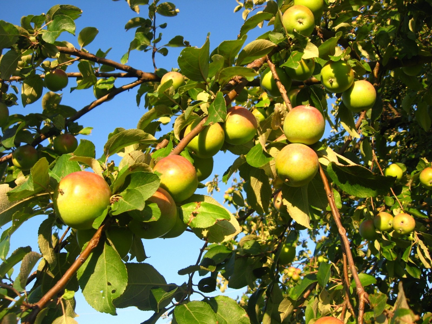 Descarga gratuita de fondo de pantalla para móvil de Plantas, Árboles, Manzanas.
