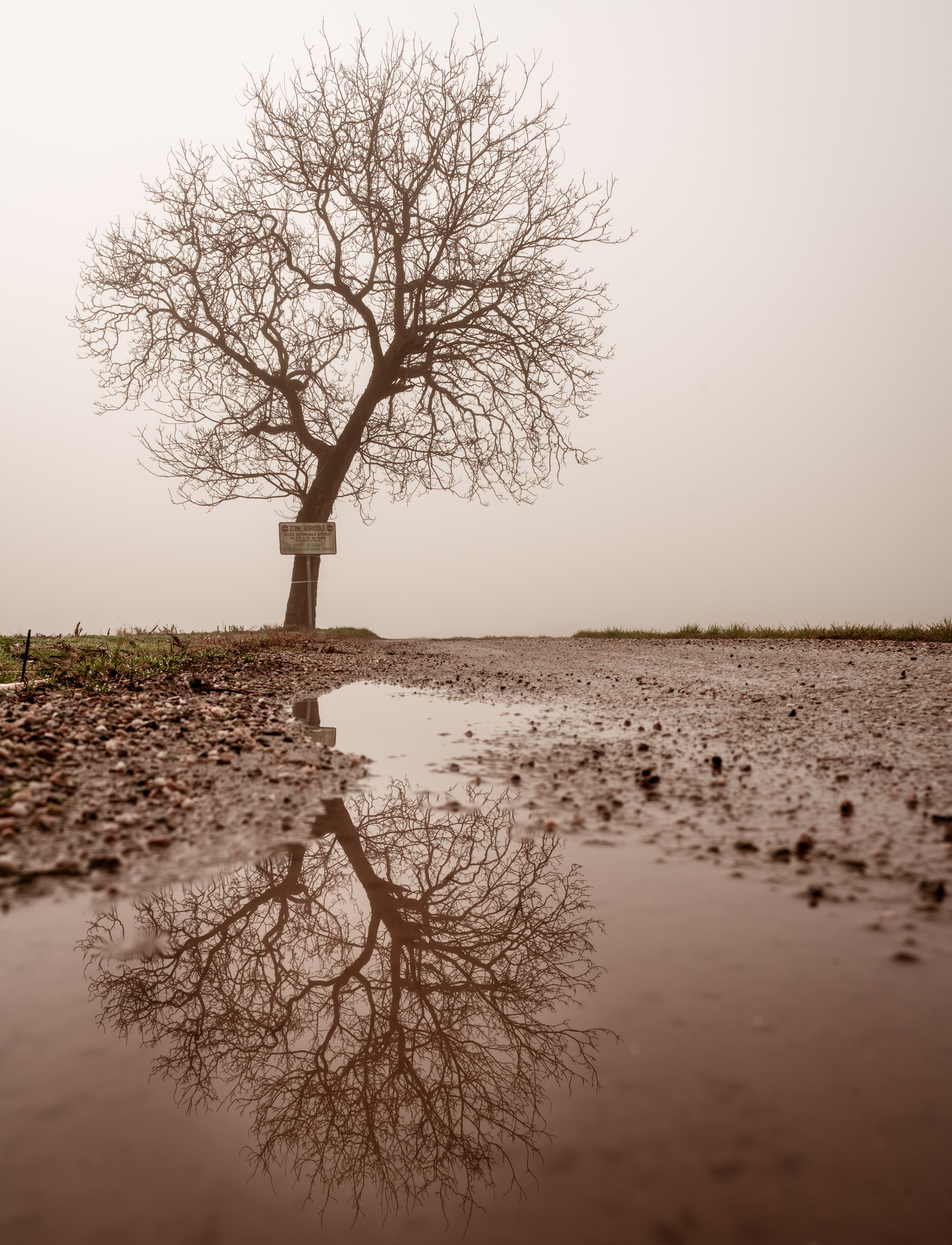 Download mobile wallpaper Reflection, Puddle, Wood, Fog, Tree, Wet, Nature for free.