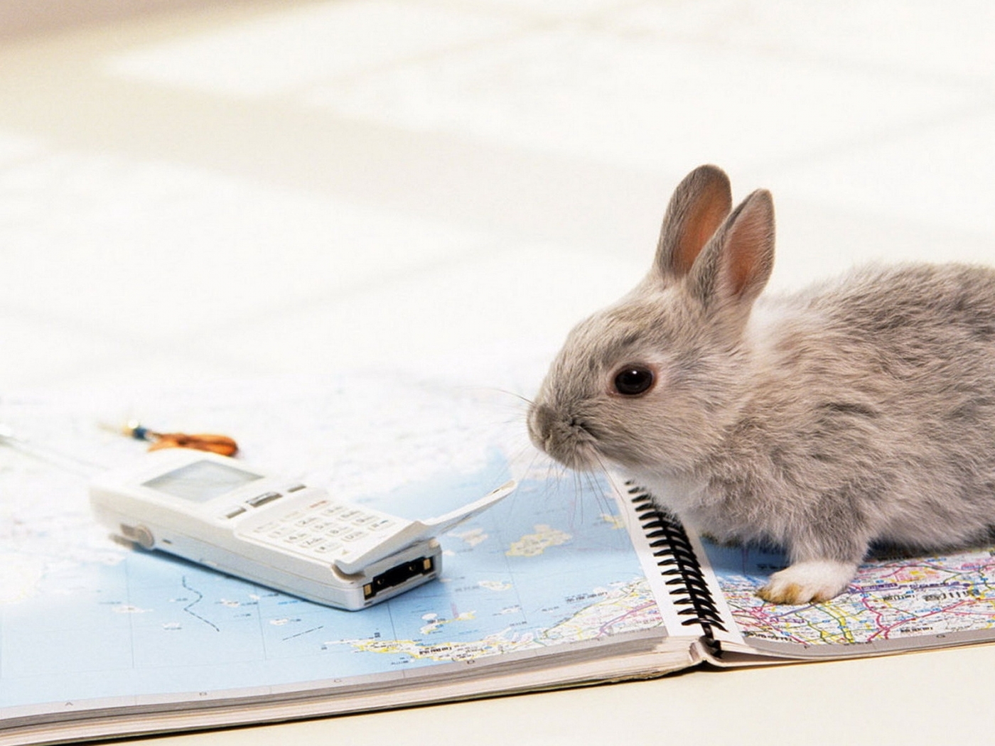 40330 скачать картинку кролики, животные - обои и заставки бесплатно