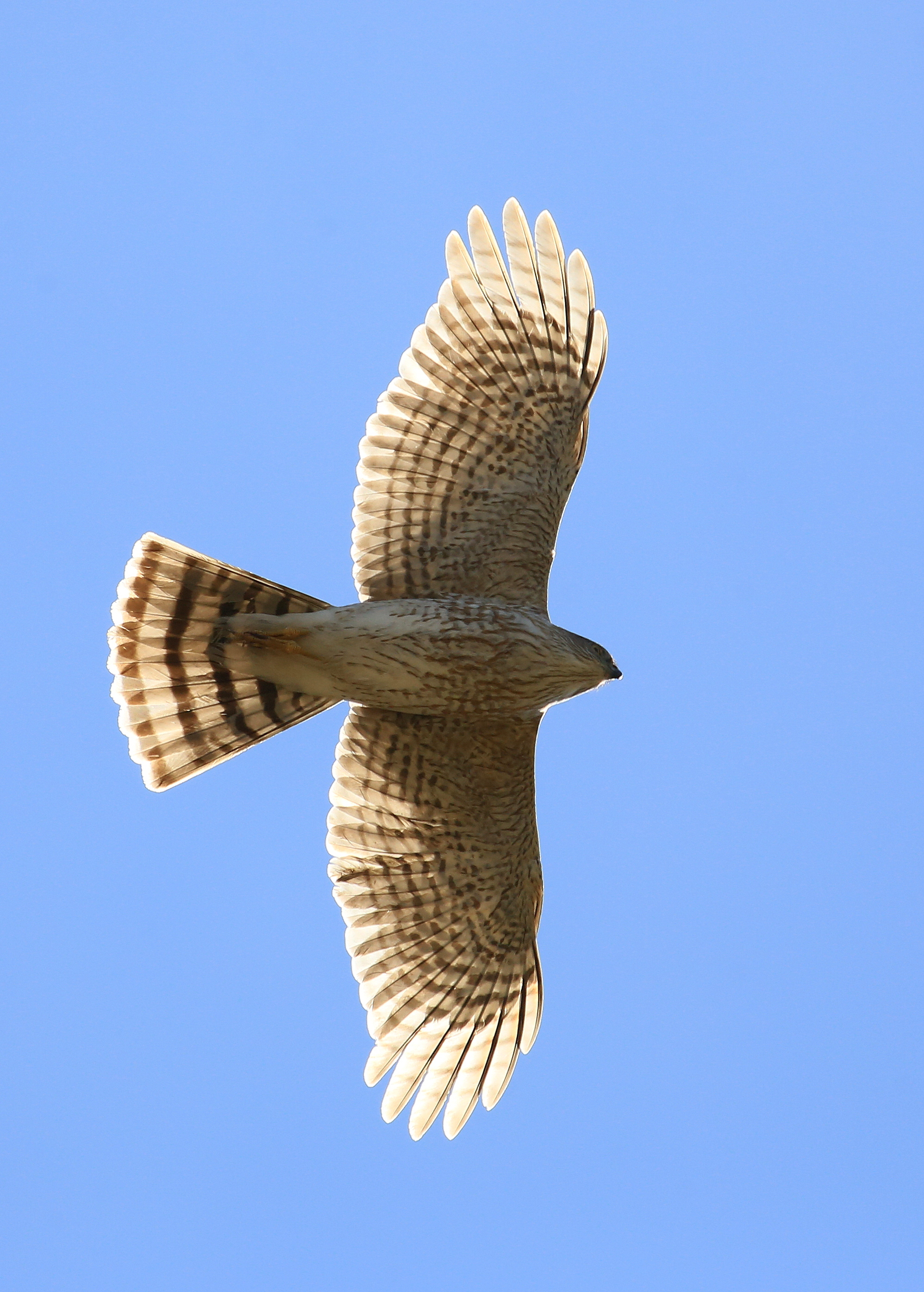 Download mobile wallpaper Flight, Sky, Animals, Bird, Wings, Hawk for free.