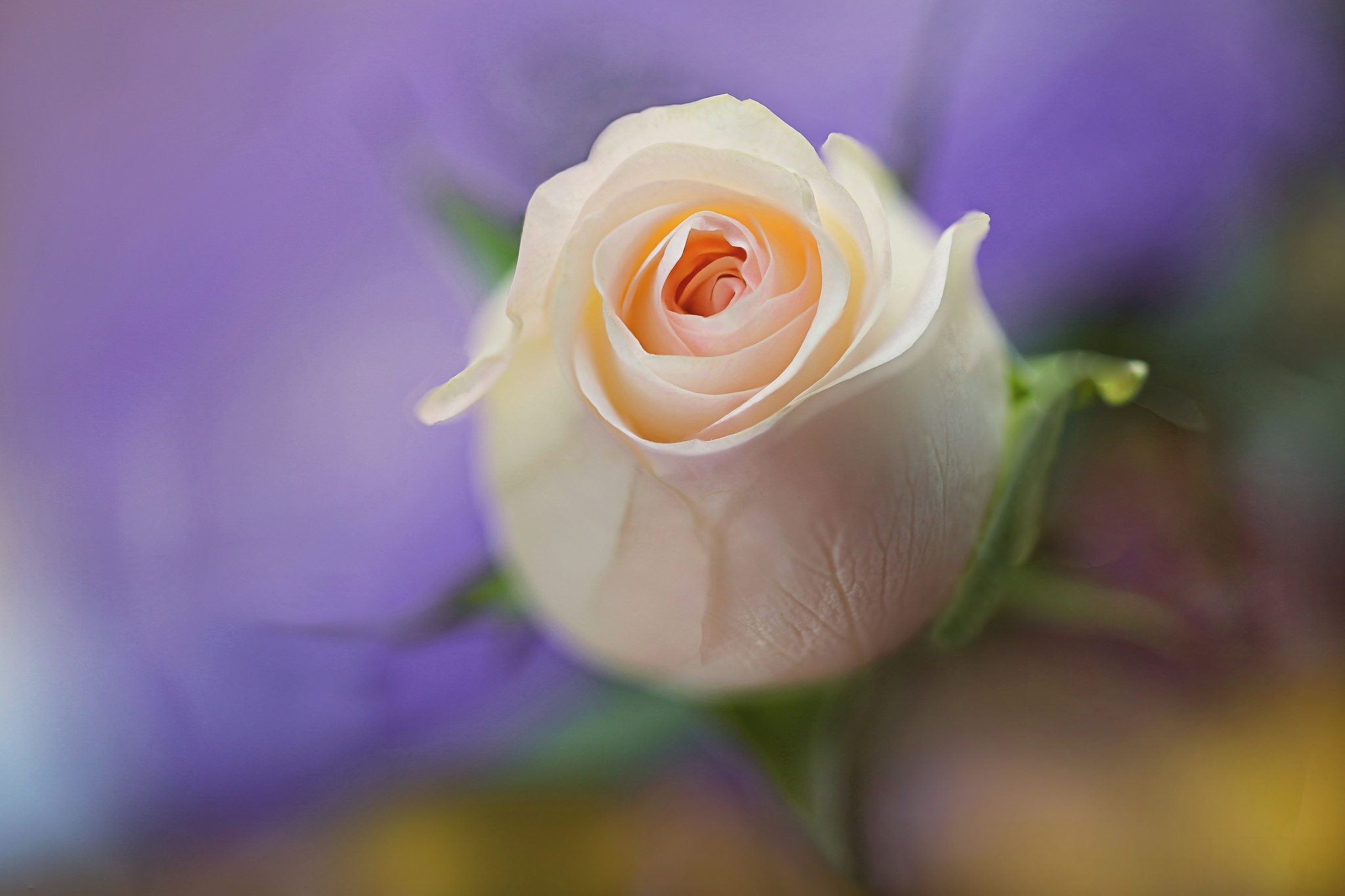 Free download wallpaper Flowers, Flower, Macro, Rose, Blur, Earth, Peach Flower on your PC desktop