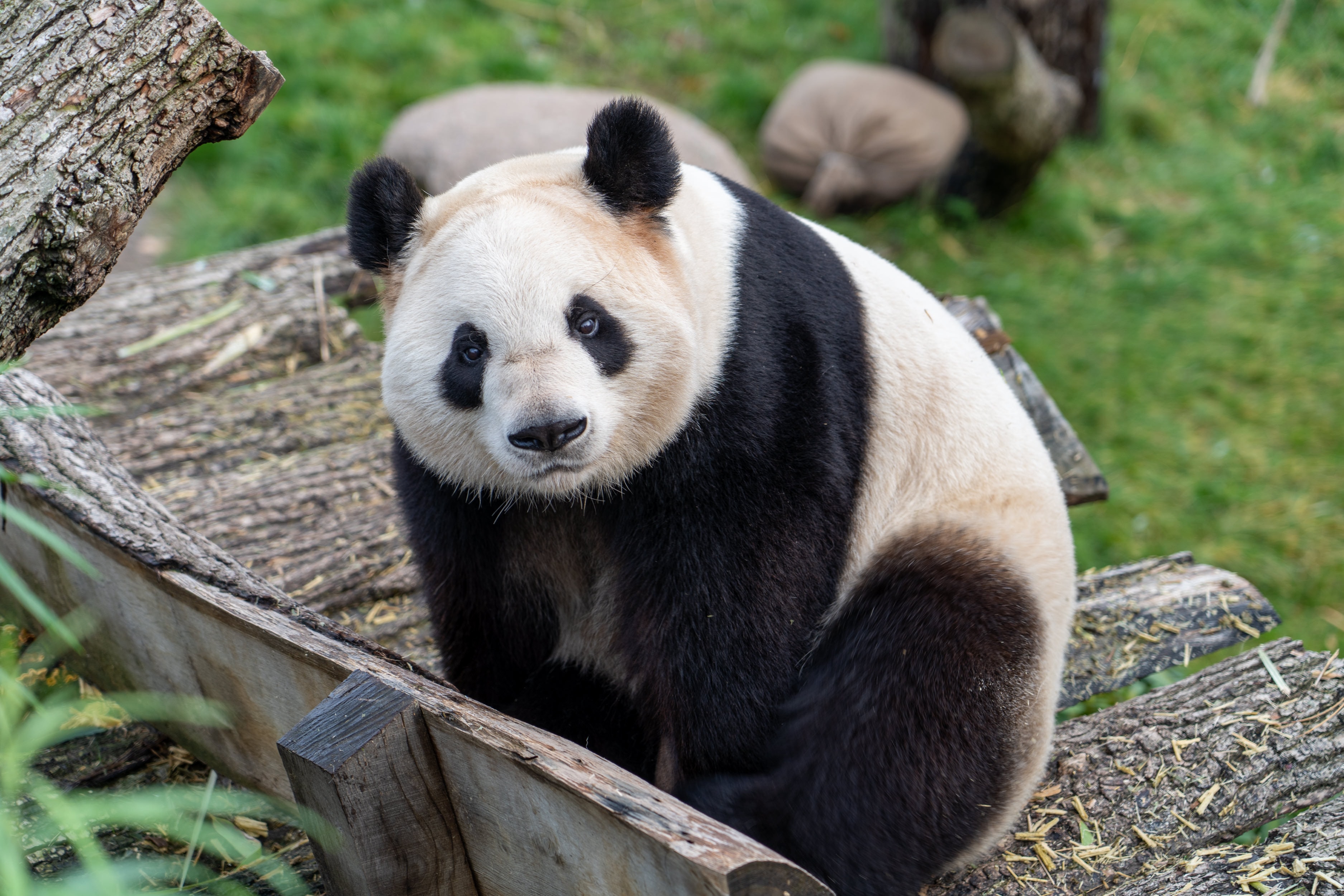 91577 télécharger l'image panda, animaux, vue, ours, opinion, animal - fonds d'écran et économiseurs d'écran gratuits